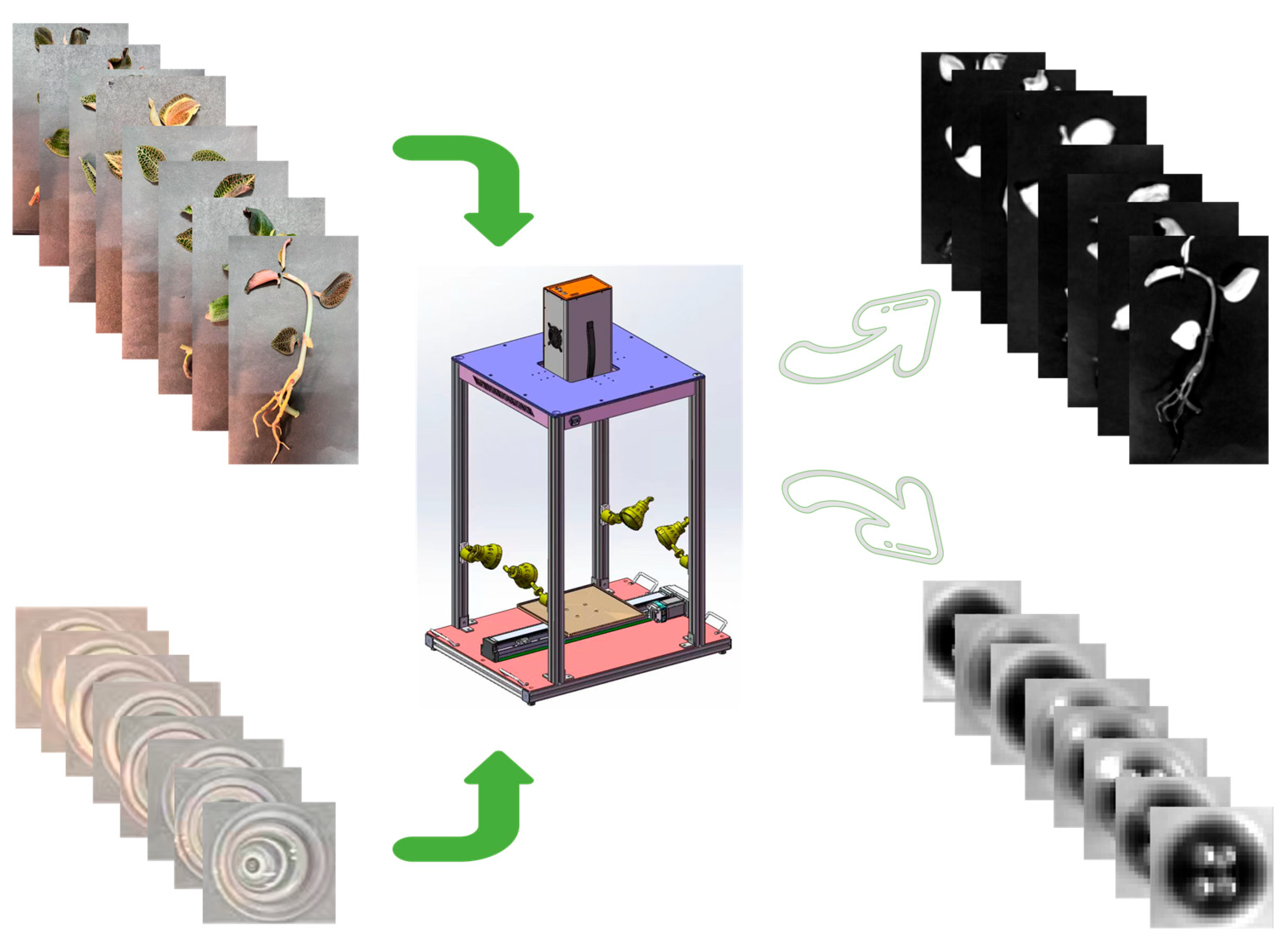 Plants 14 03141 g005