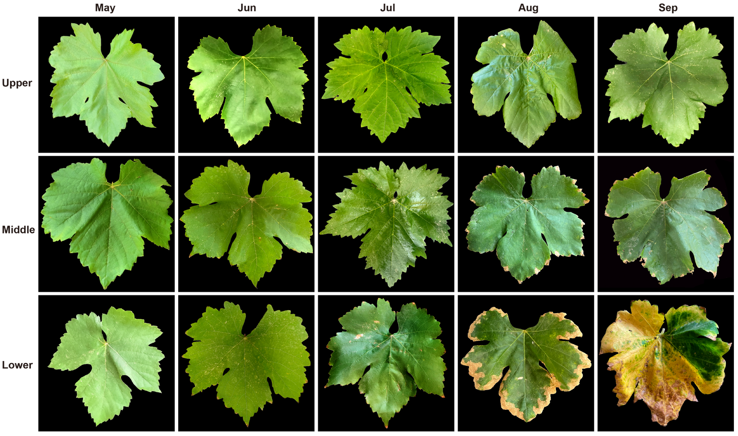 Plants 14 03142 g002