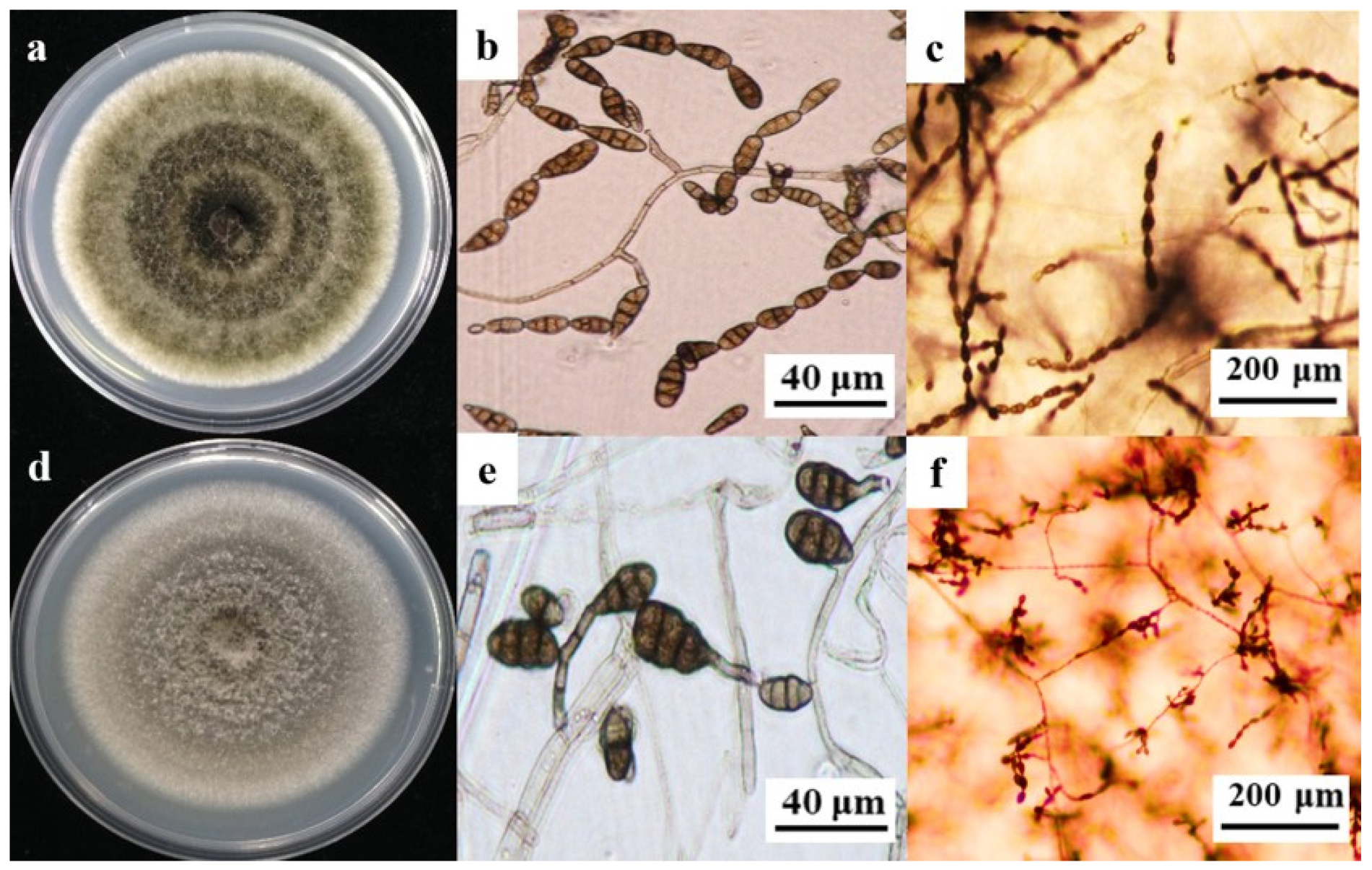 Plants 14 03146 g001