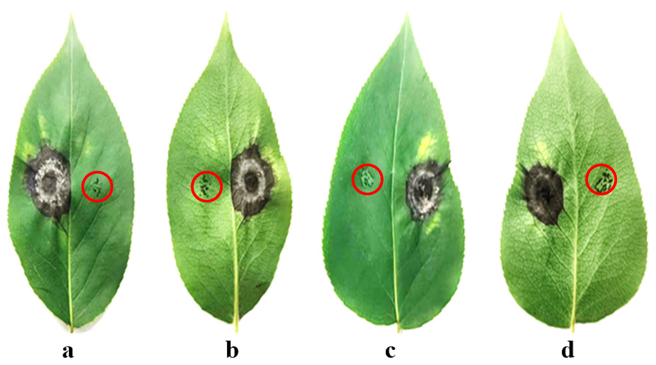 Plants 14 03146 g004