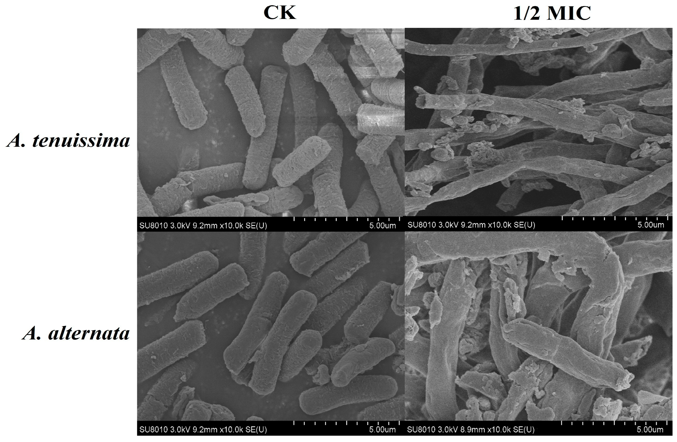 Plants 14 03146 g006