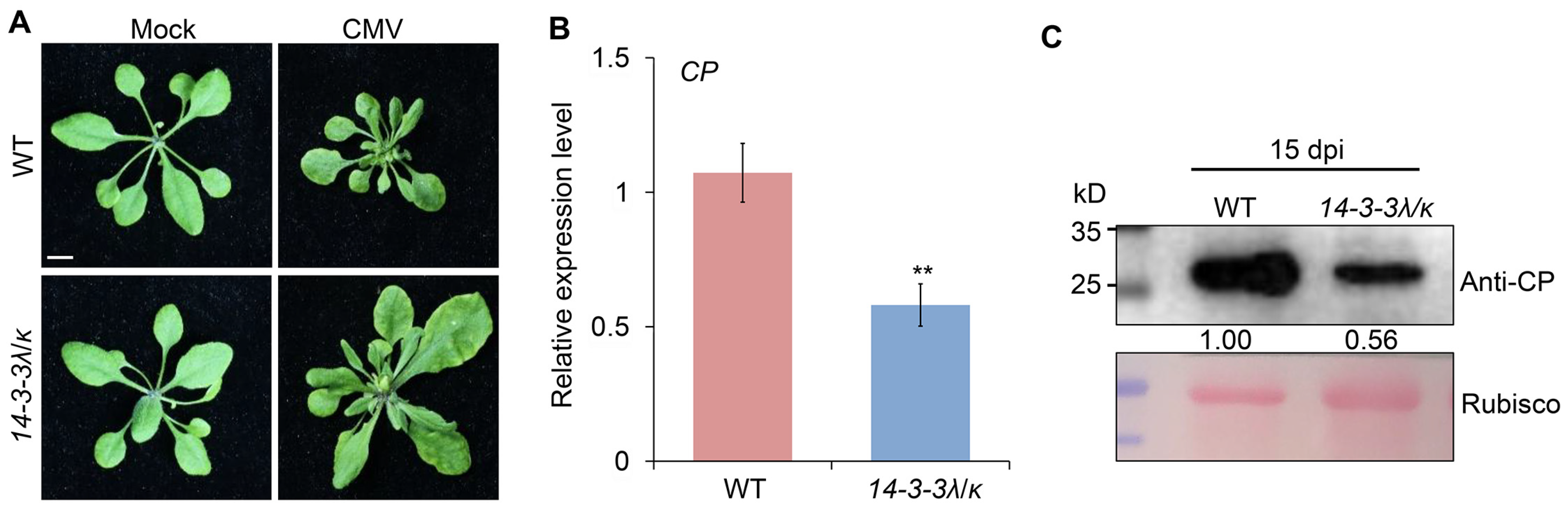 Plants 14 03147 g001