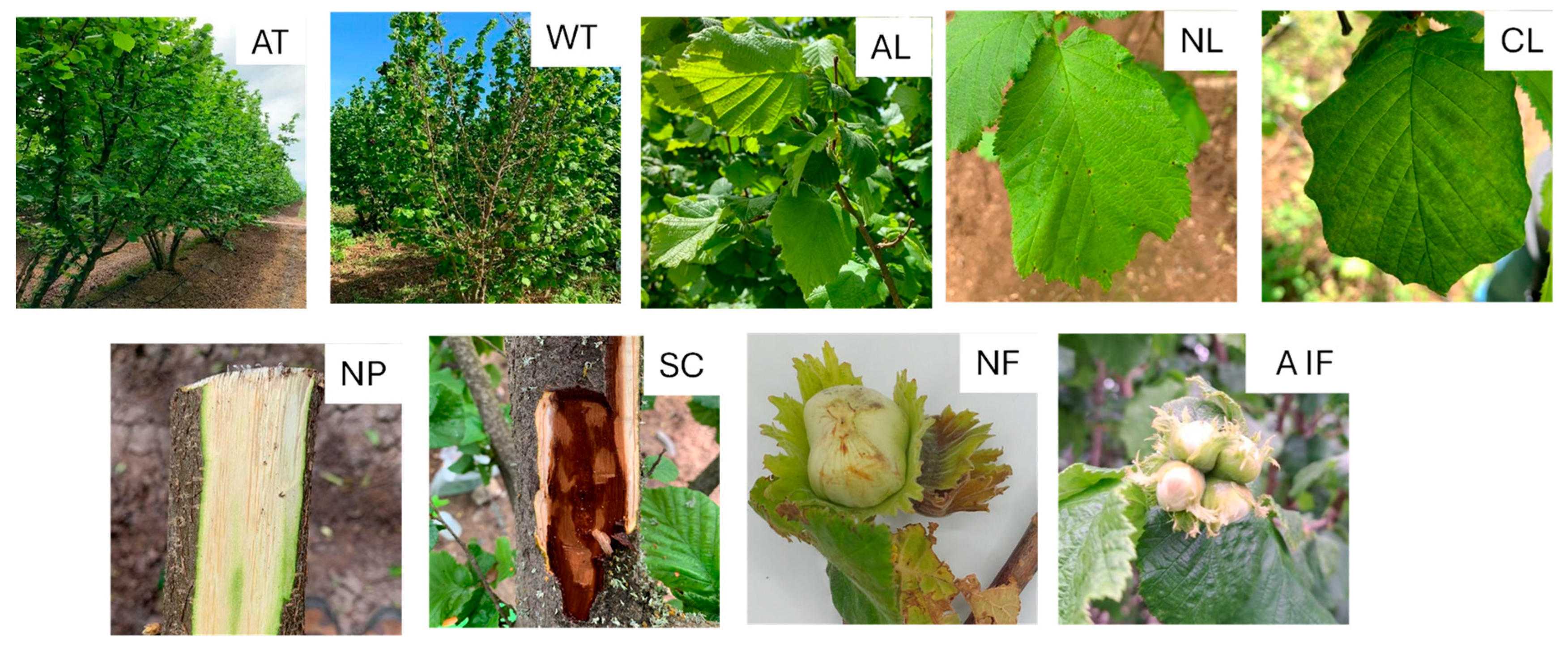 Plants 14 03148 g001