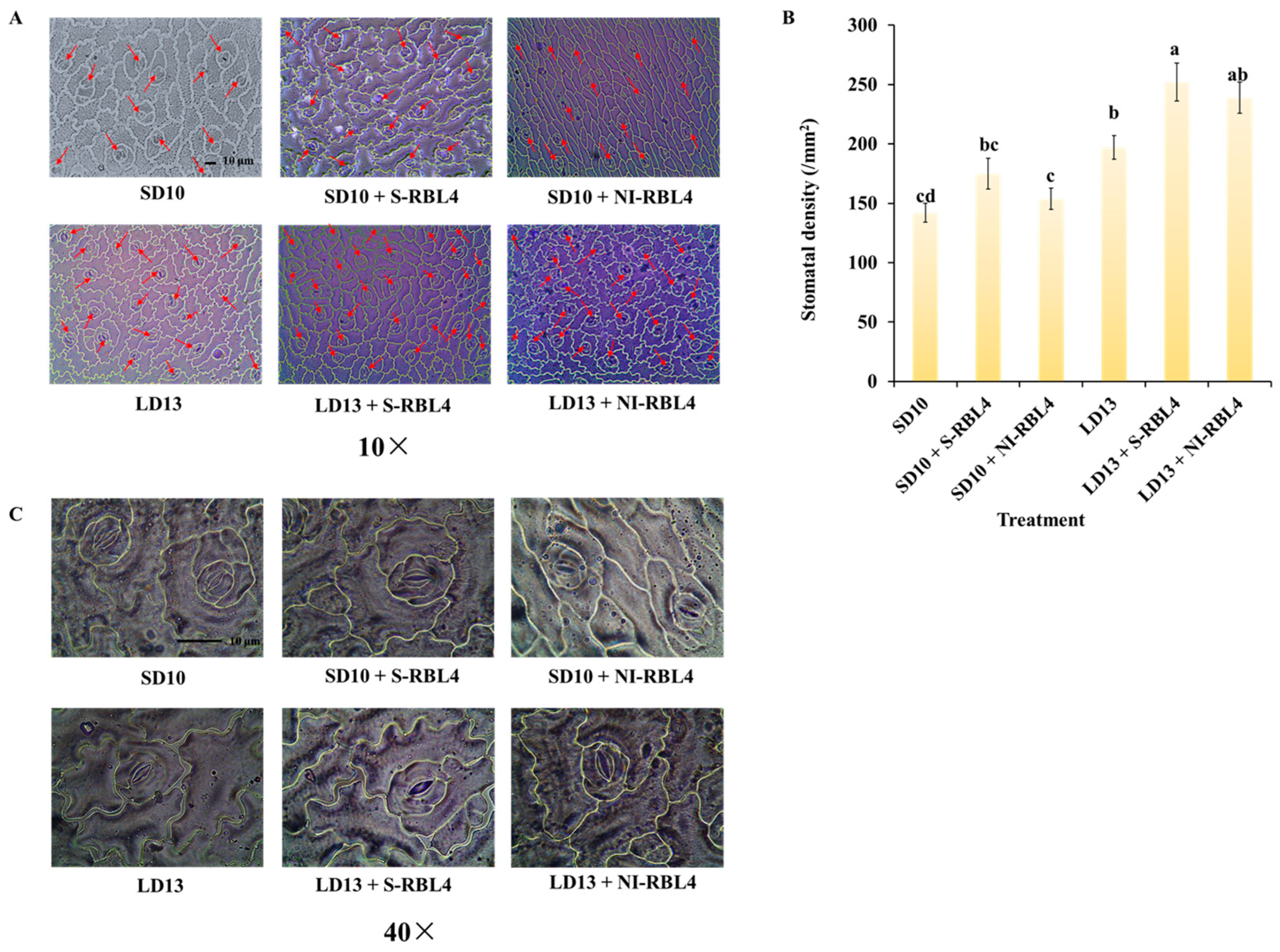 Plants 14 03151 g004