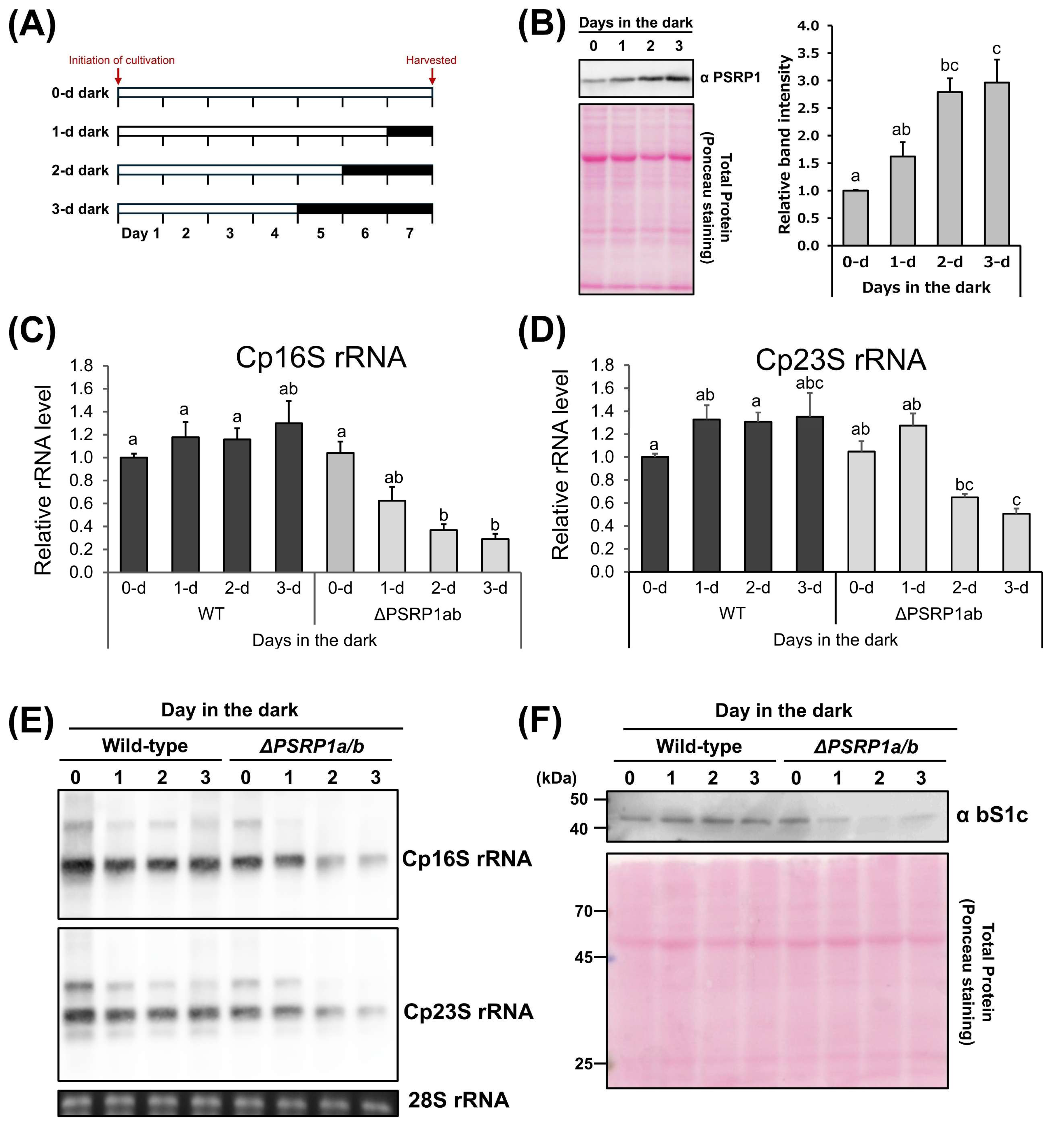 Plants 14 03155 g003 Plants 14 03155 g003