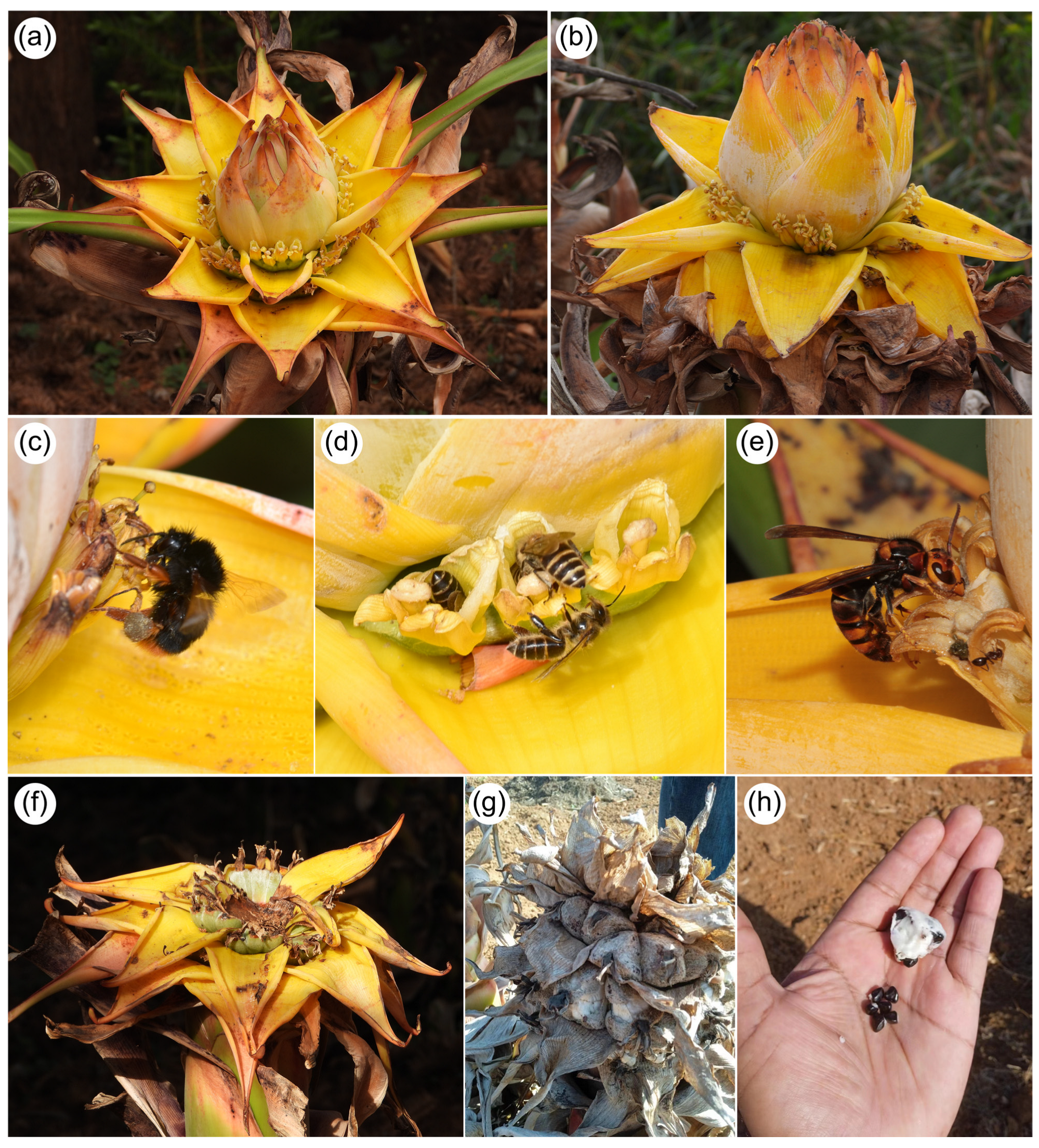 Plants 14 03157 g002