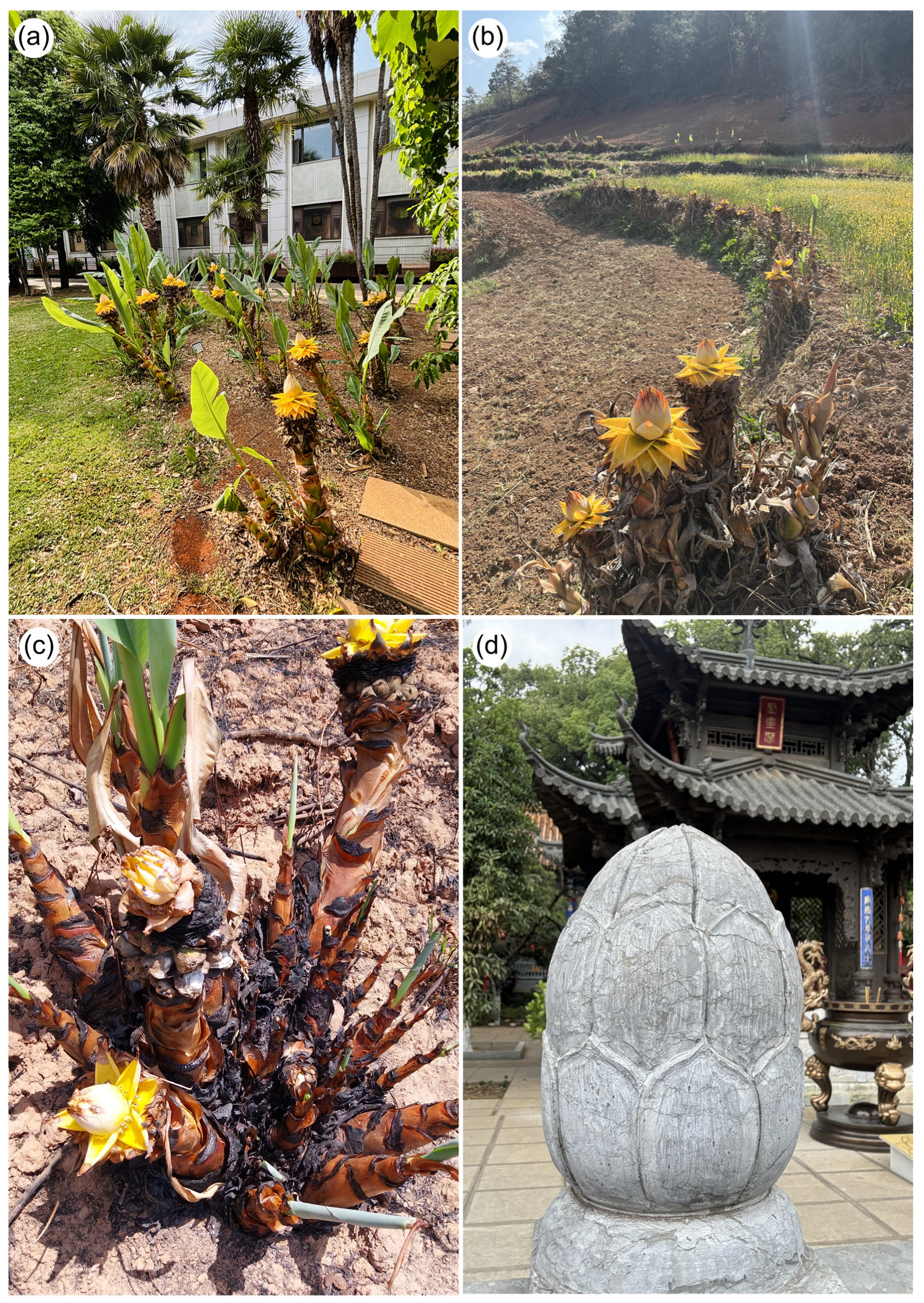 Plants 14 03157 g003