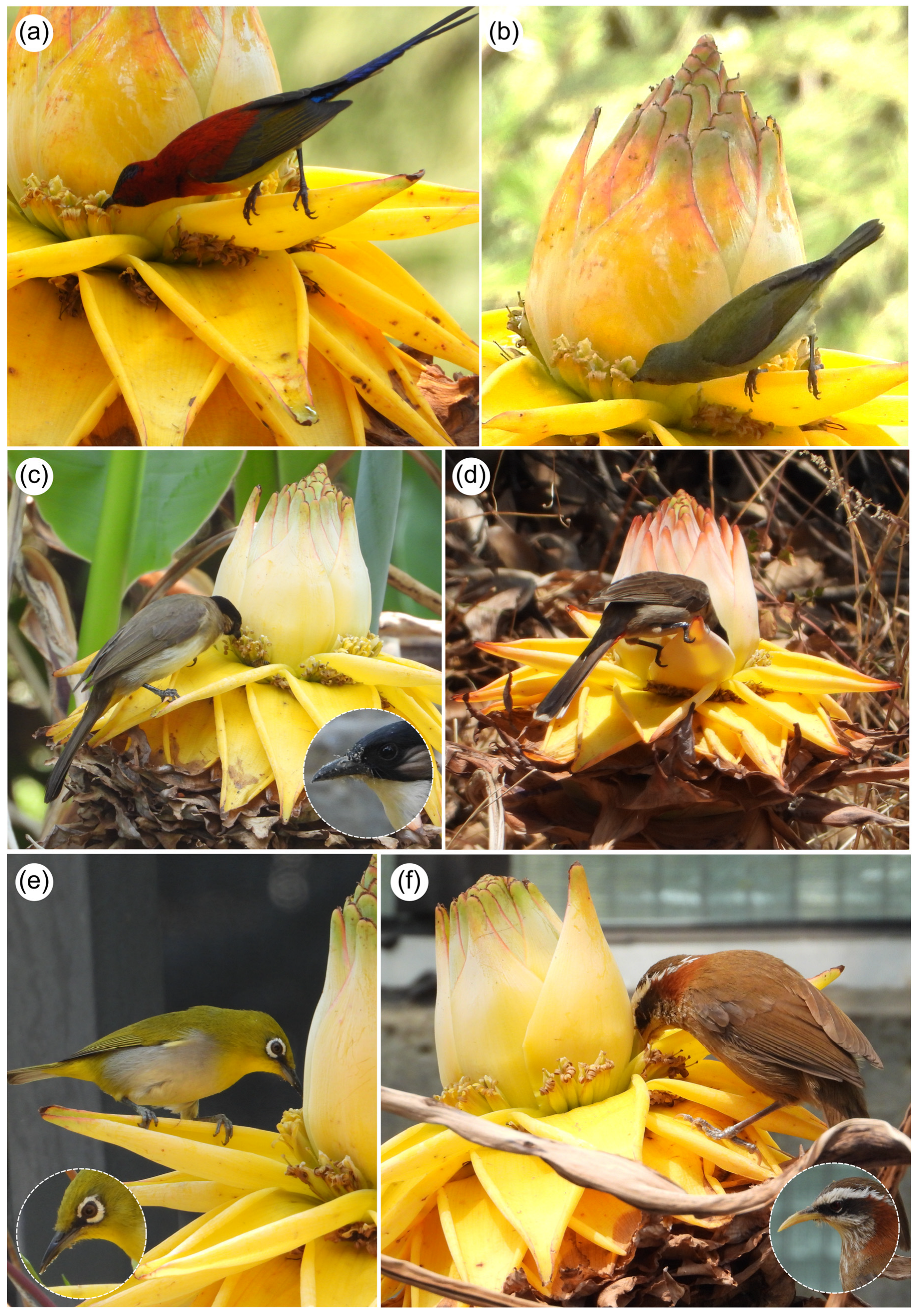 Plants 14 03157 g004