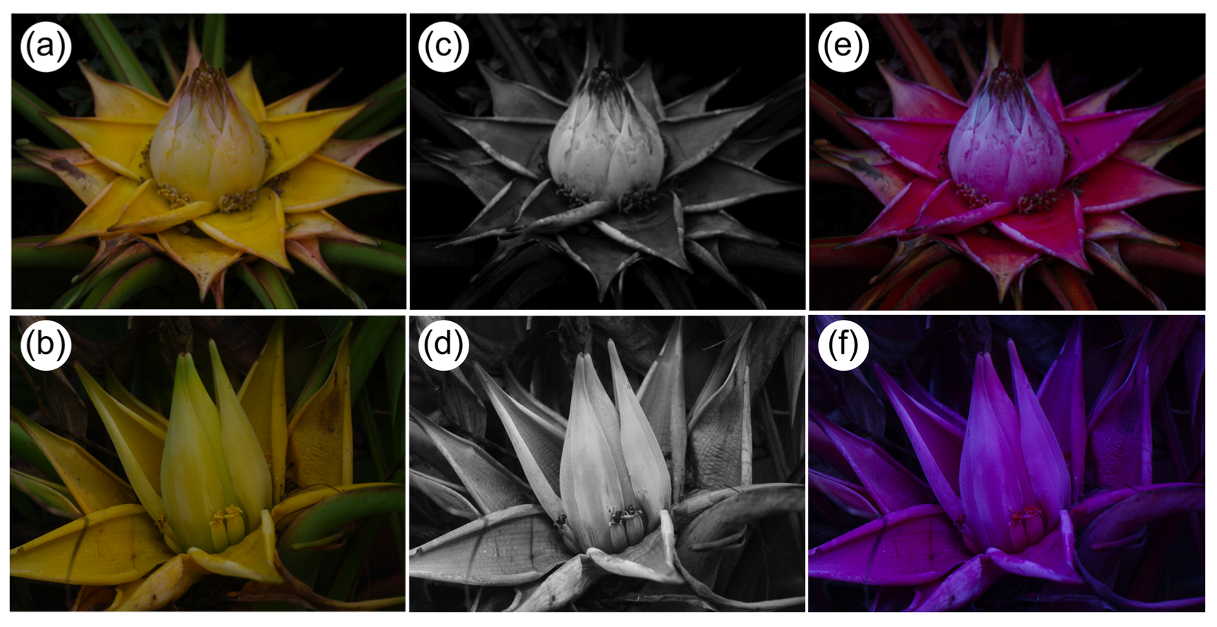 Plants 14 03157 g005