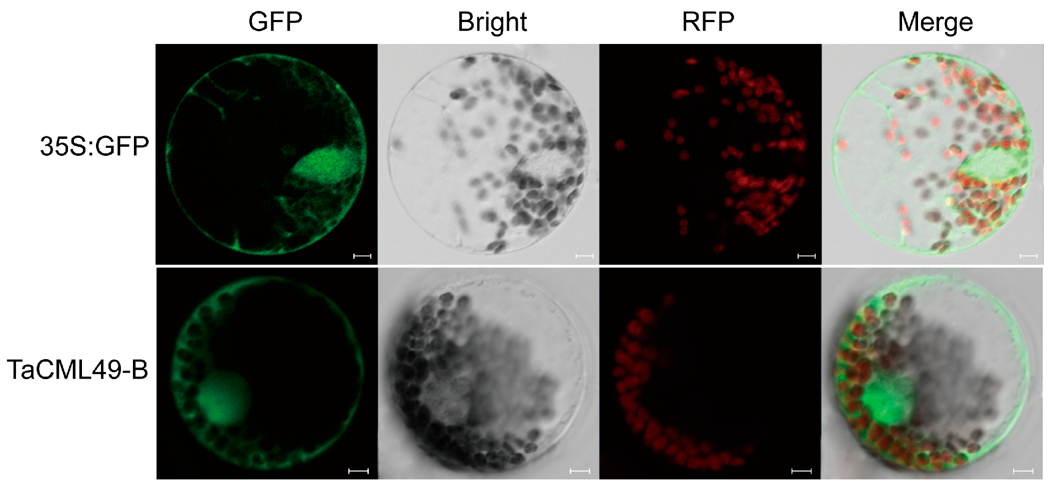 Plants 14 03163 g004