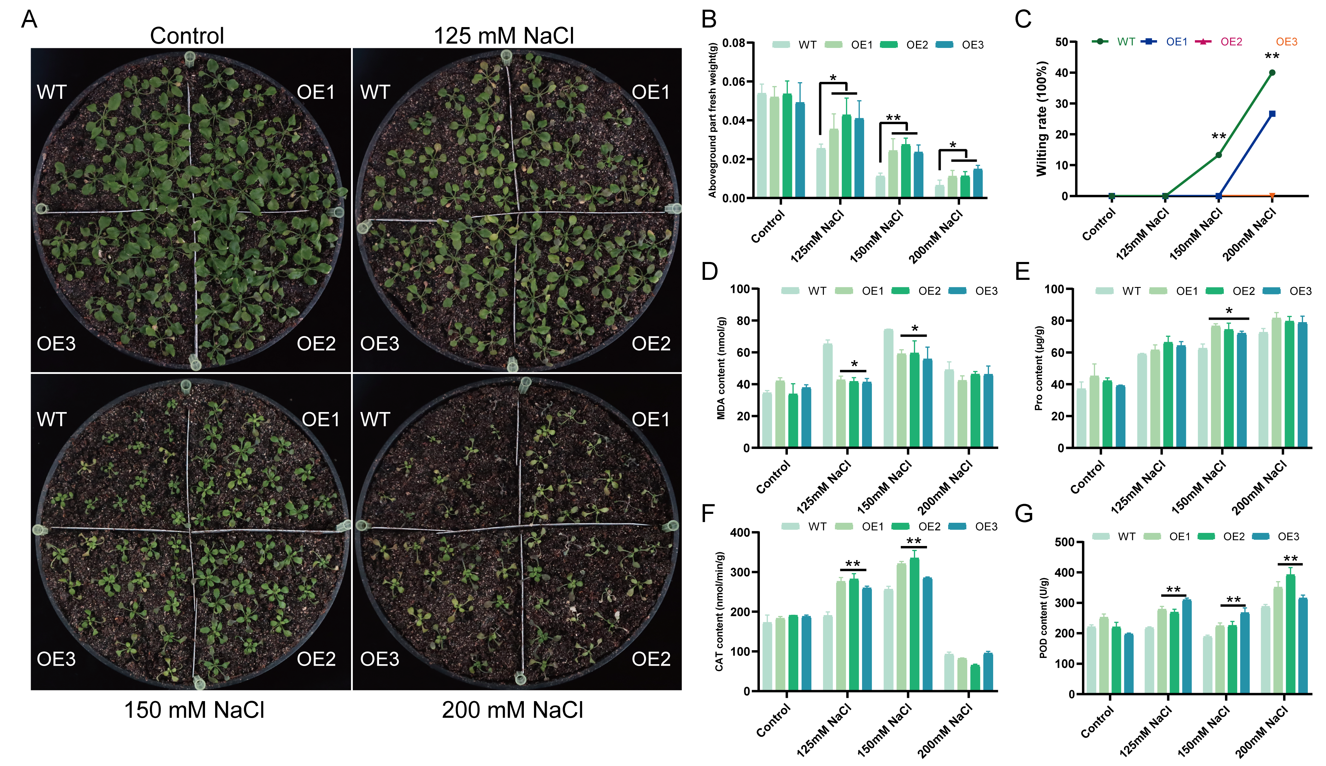 Plants 14 03163 g006