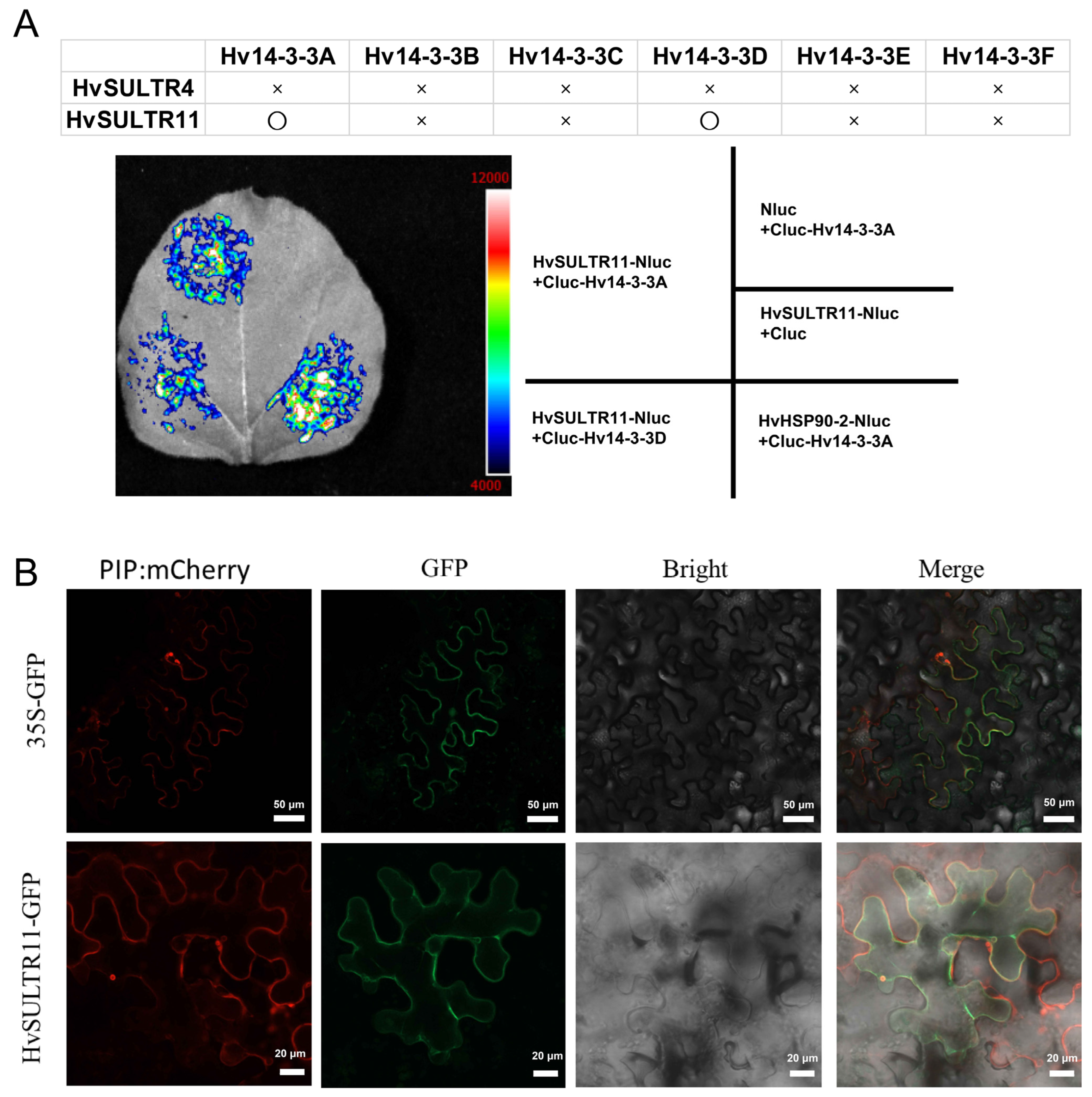 Plants 14 03165 g006