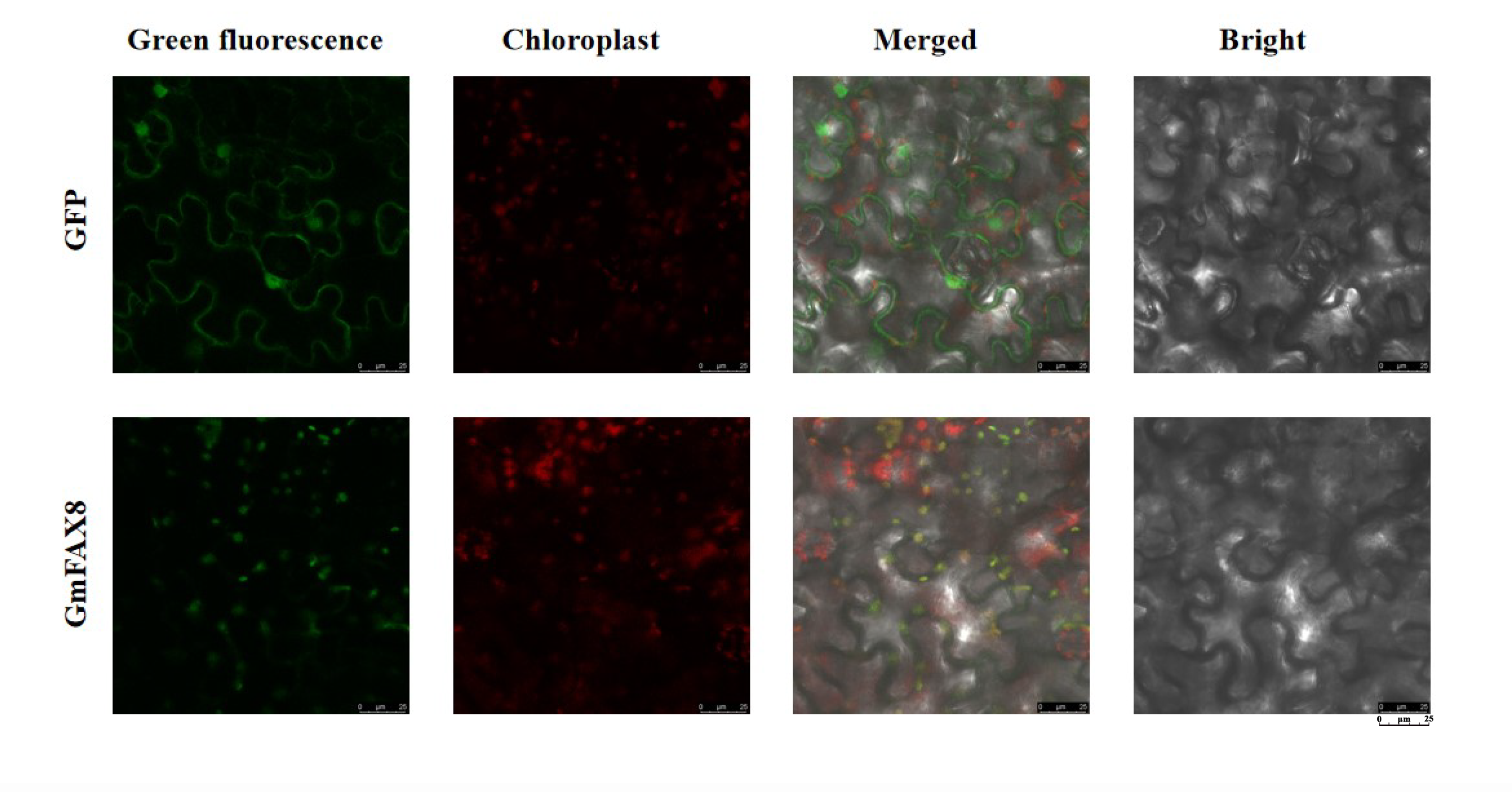 Plants 14 03166 g005