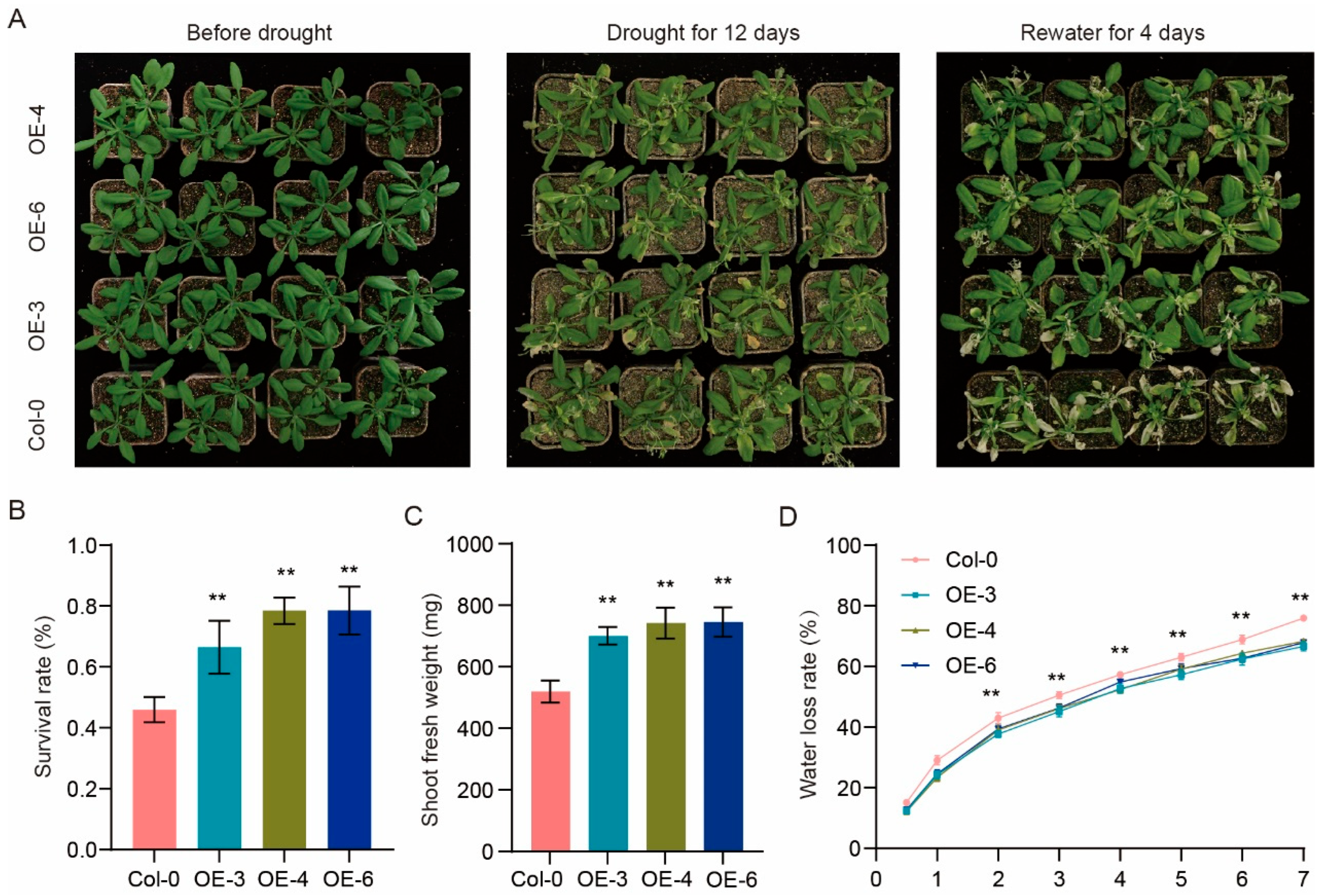Plants 14 03167 g009