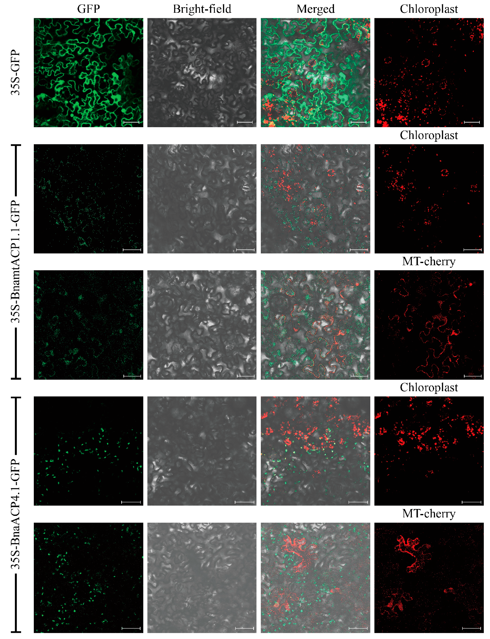Plants 14 03177 g001