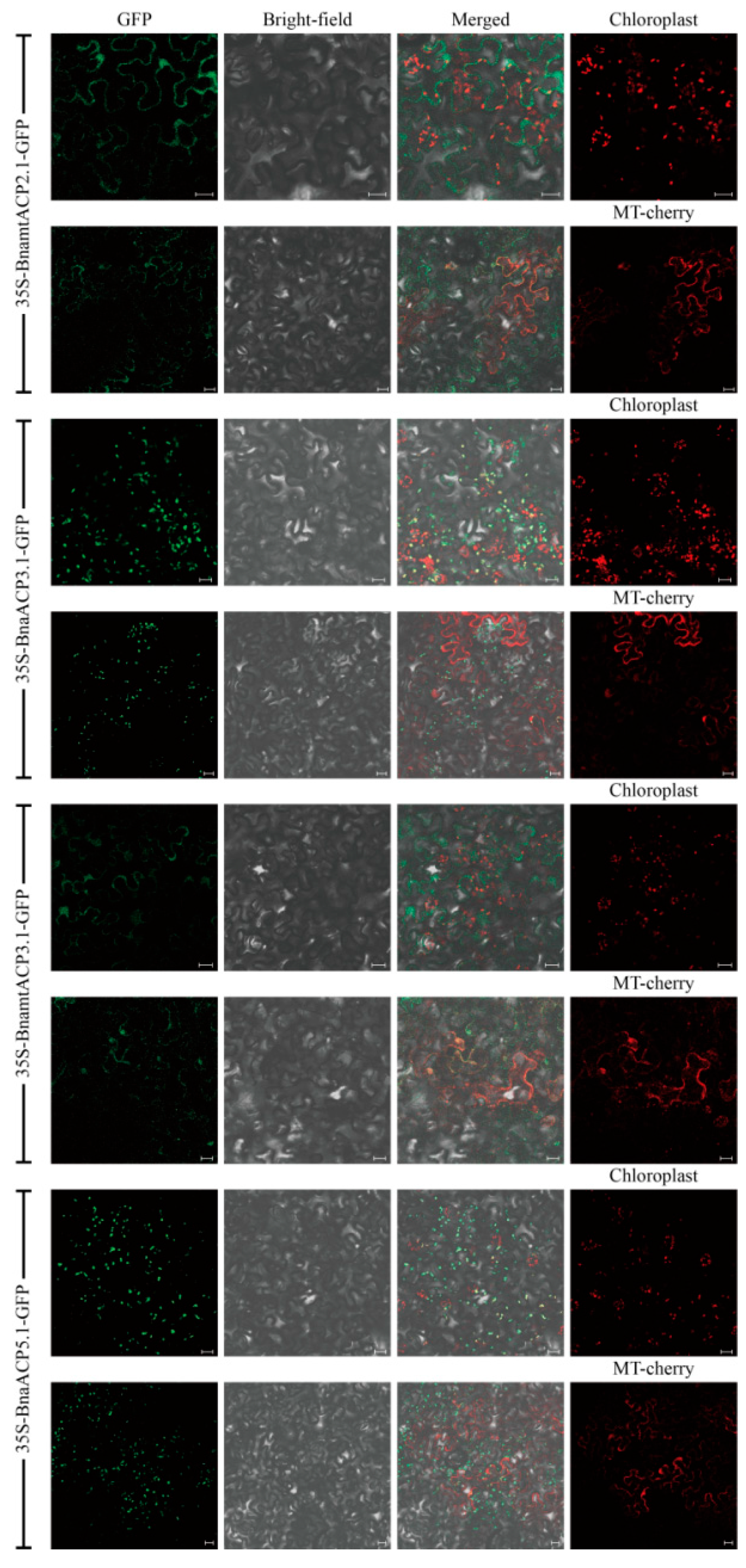 Plants 14 03177 g0s1