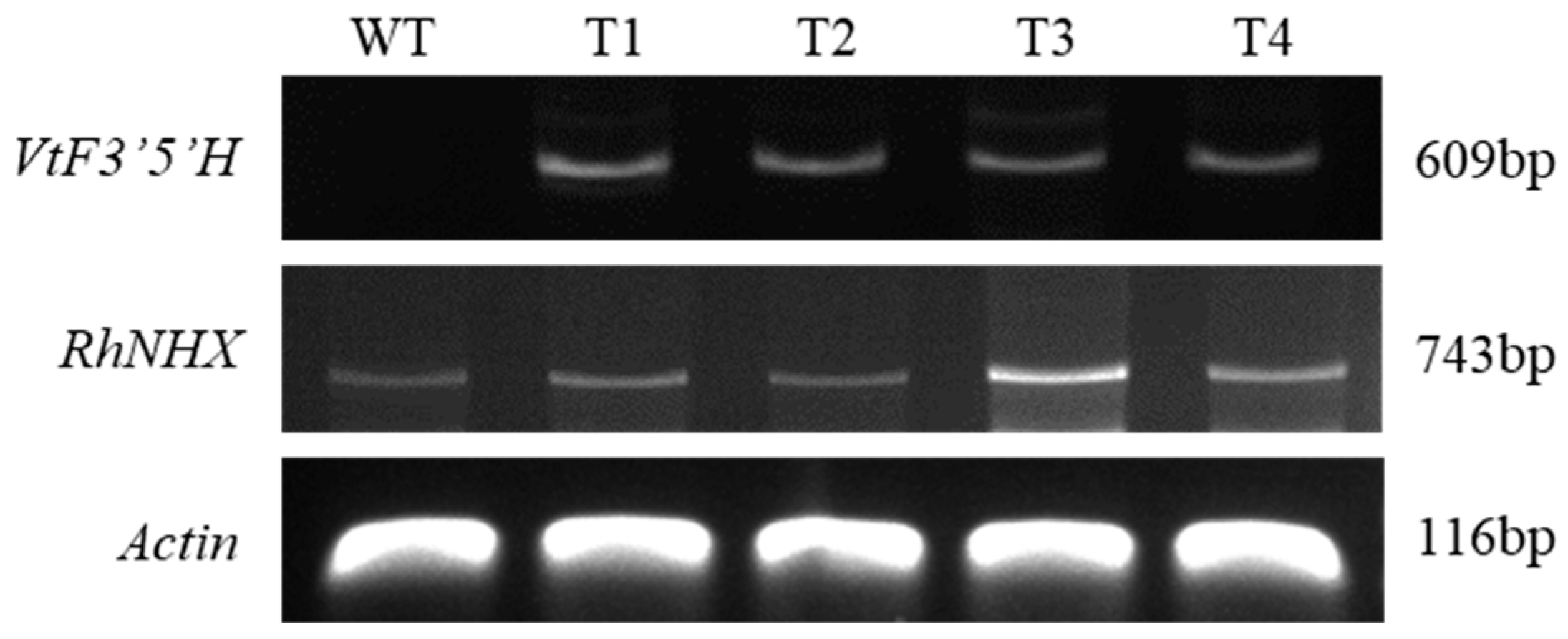 Plants 14 03185 g001 Plants 14 03185 g001
