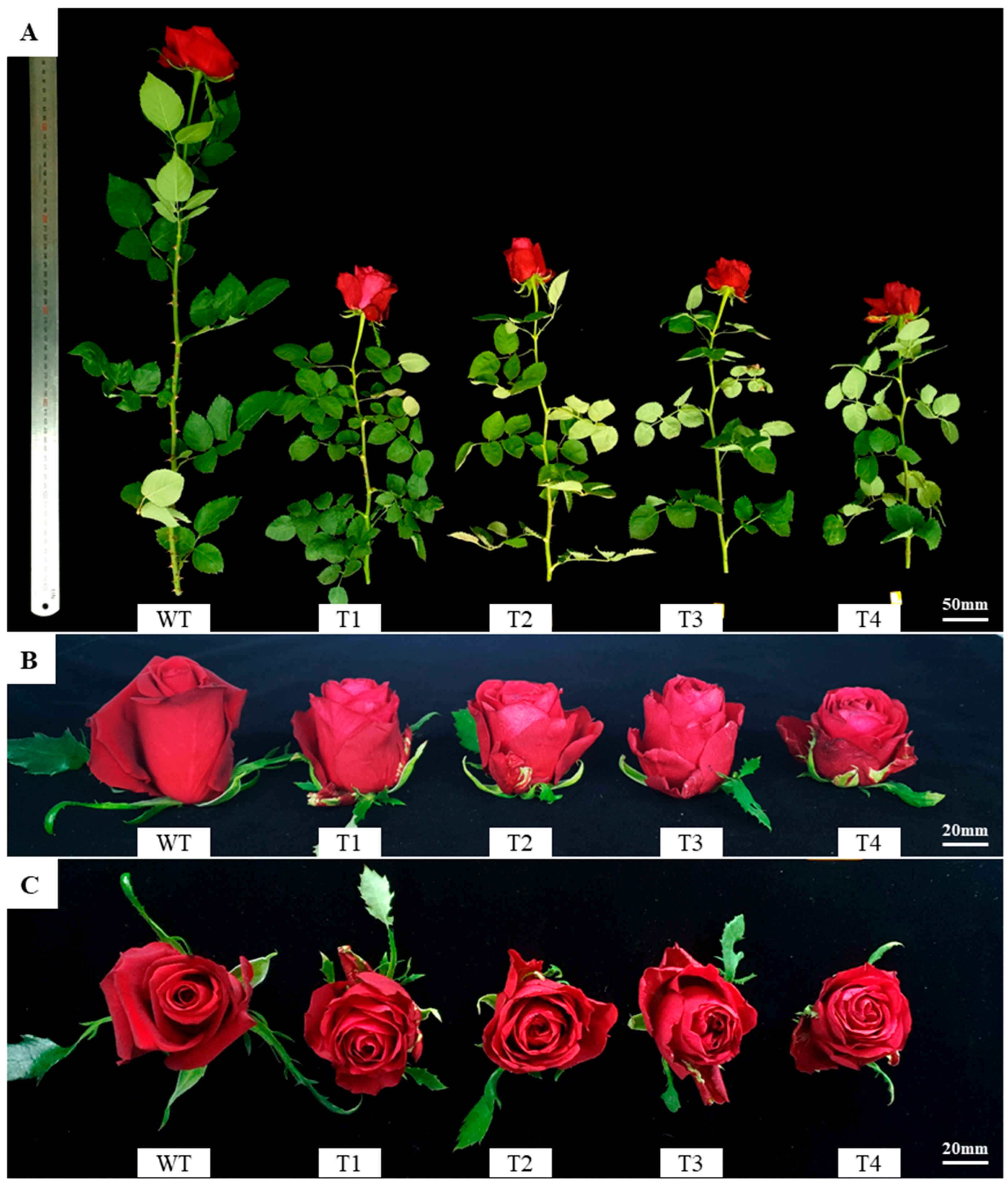 Plants 14 03185 g003 Plants 14 03185 g003