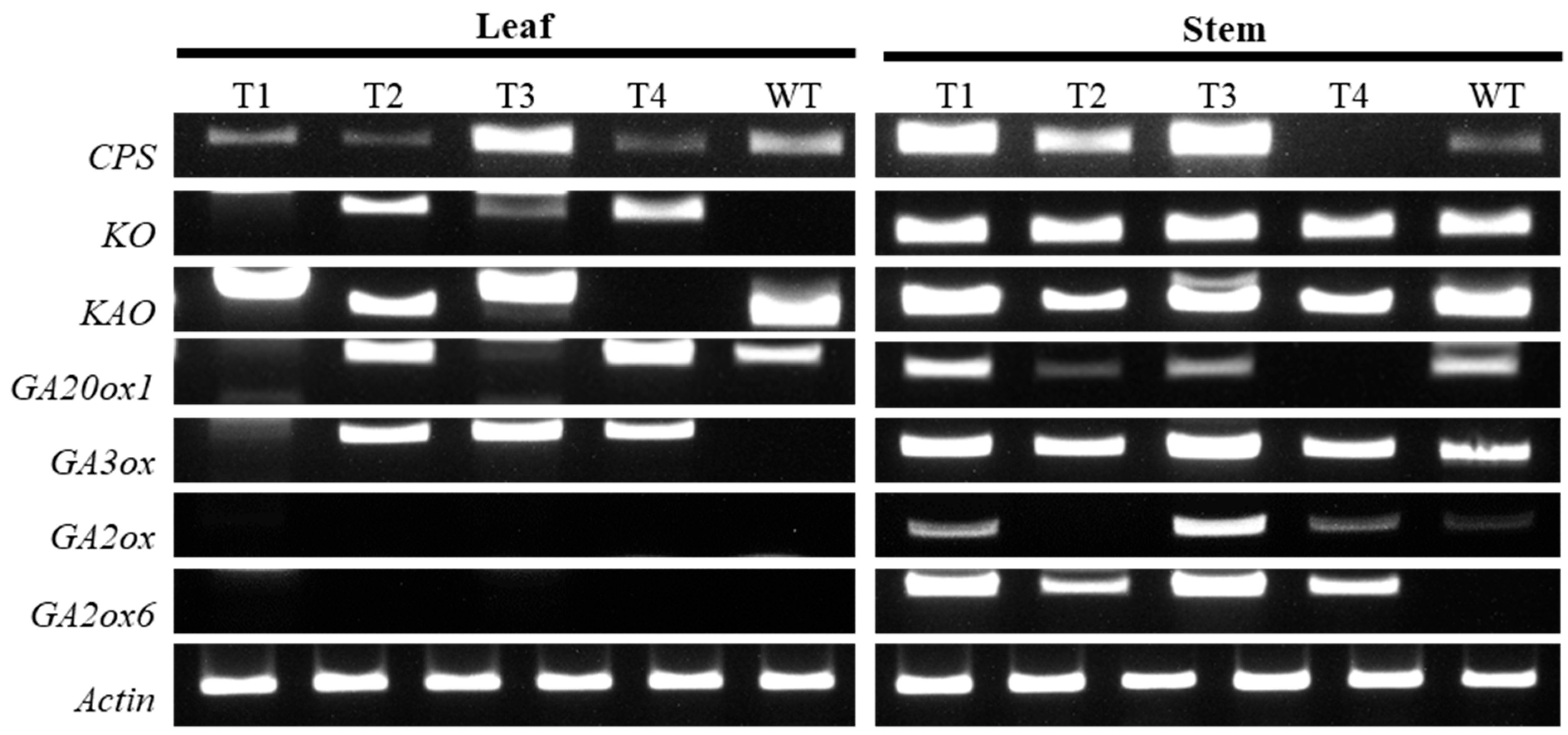 Plants 14 03185 g004 Plants 14 03185 g004