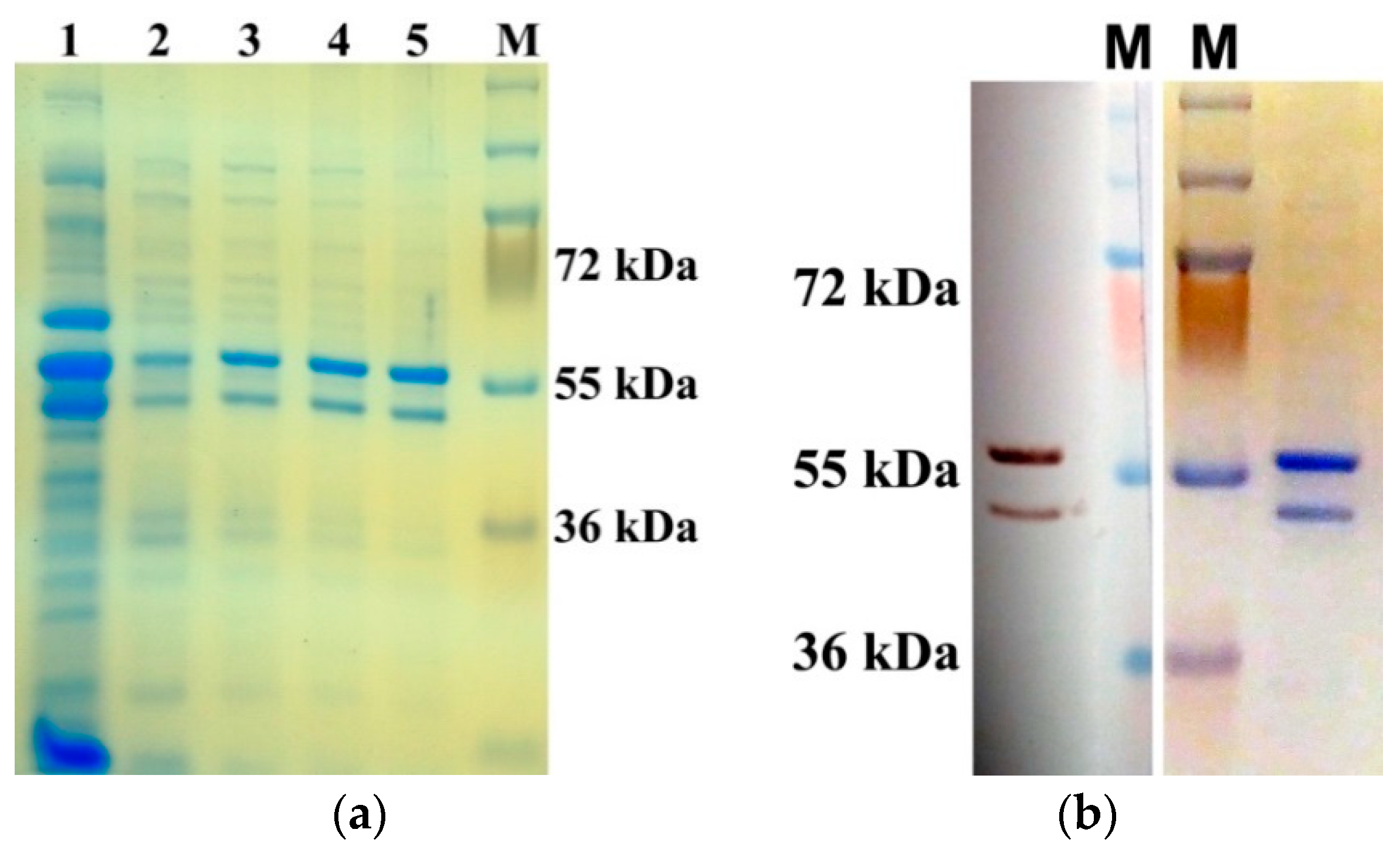 Plants 14 03191 g001