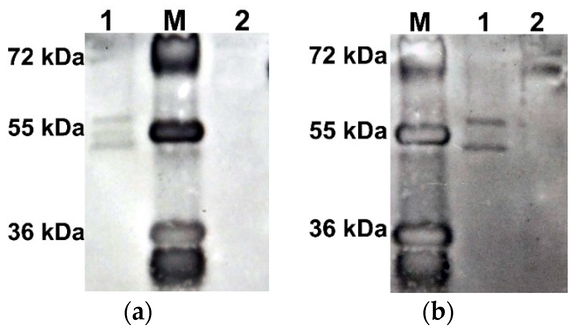 Plants 14 03191 g002