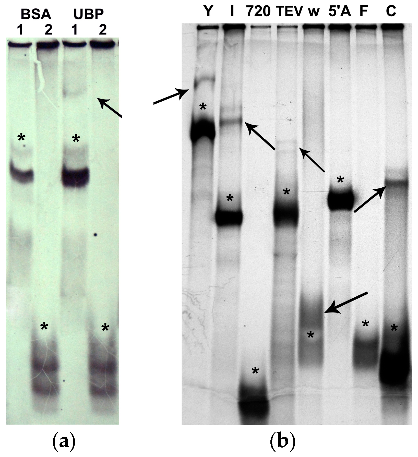 Plants 14 03191 g005