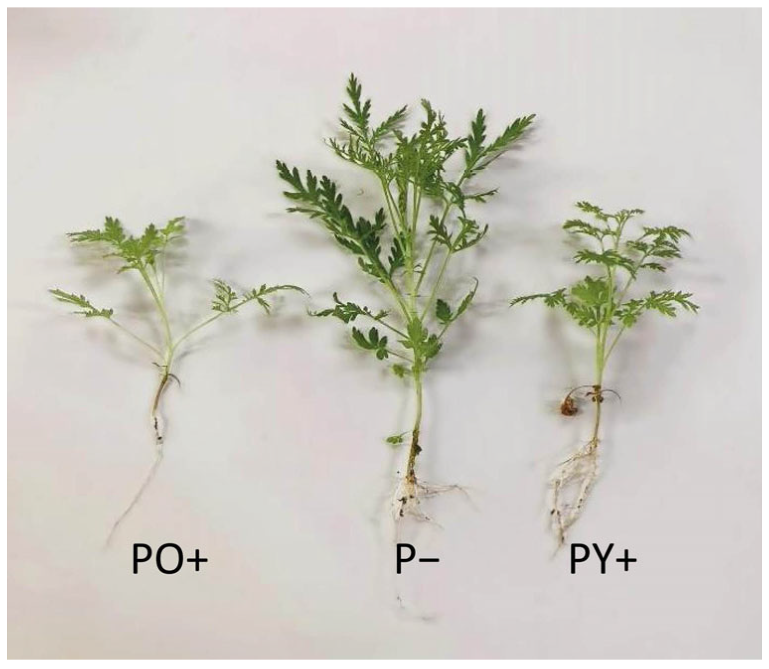 Plants 14 03195 g005