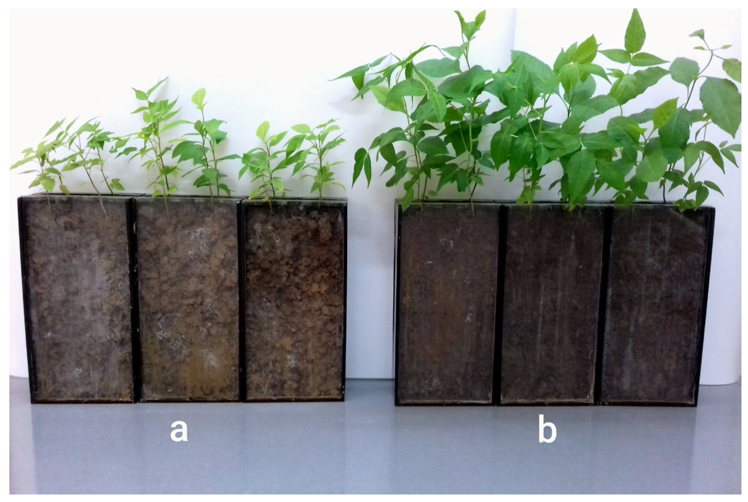 Plants 14 03204 g001