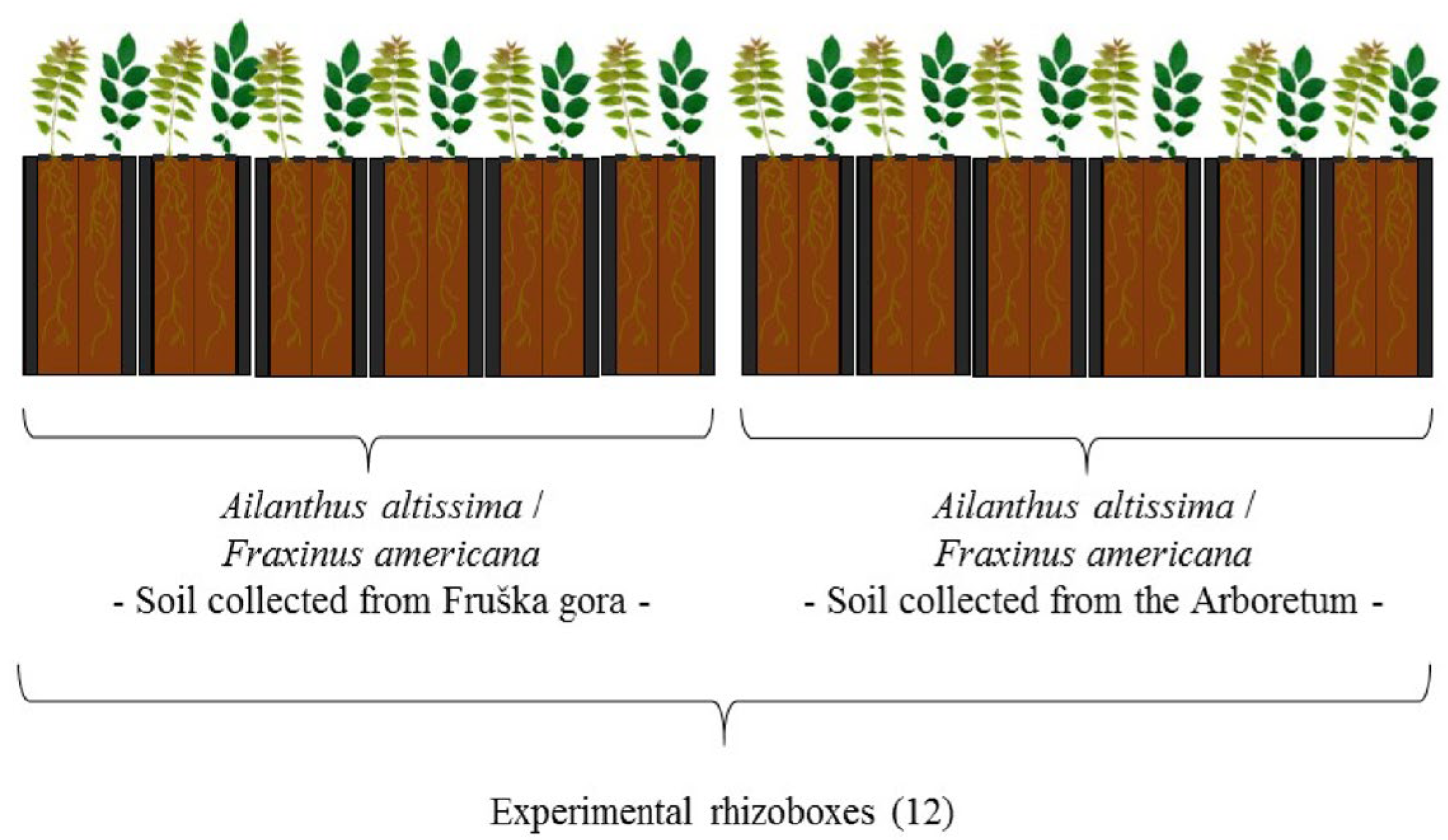 Plants 14 03204 g006
