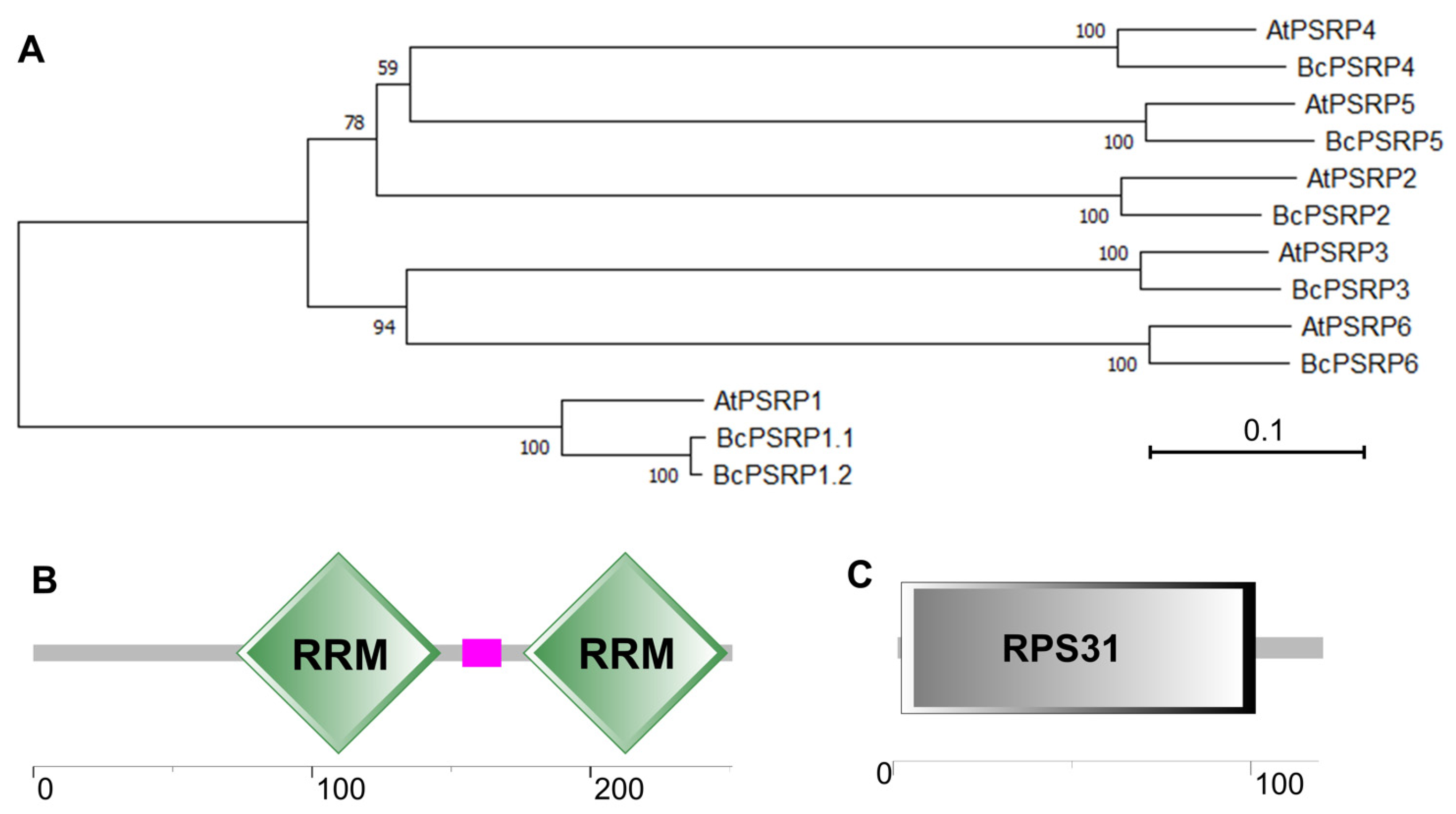 Plants 14 03211 g001