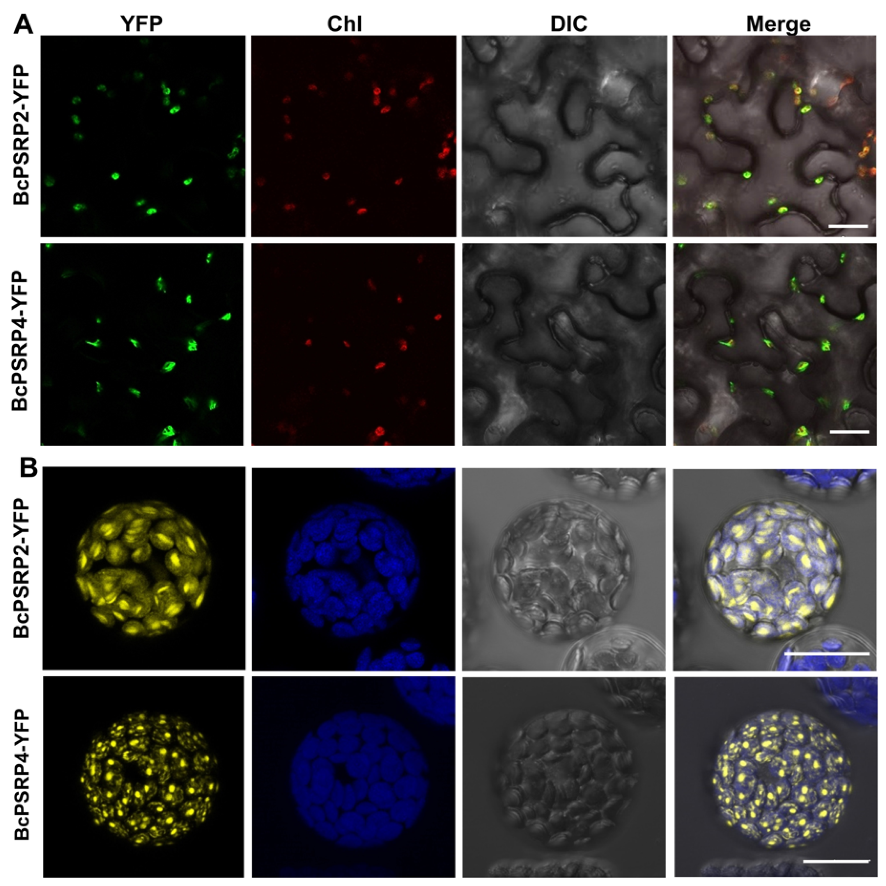 Plants 14 03211 g002