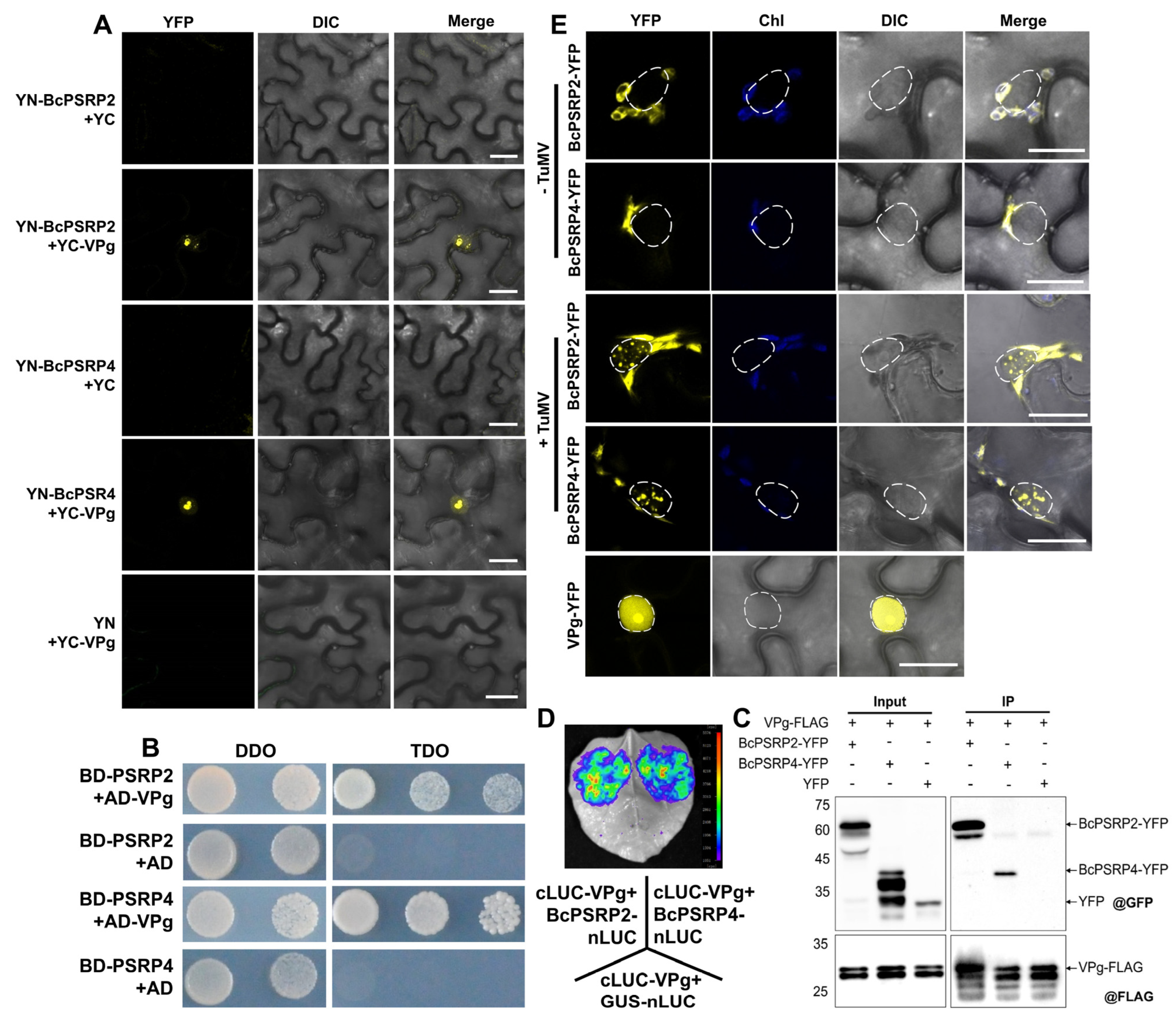 Plants 14 03211 g003