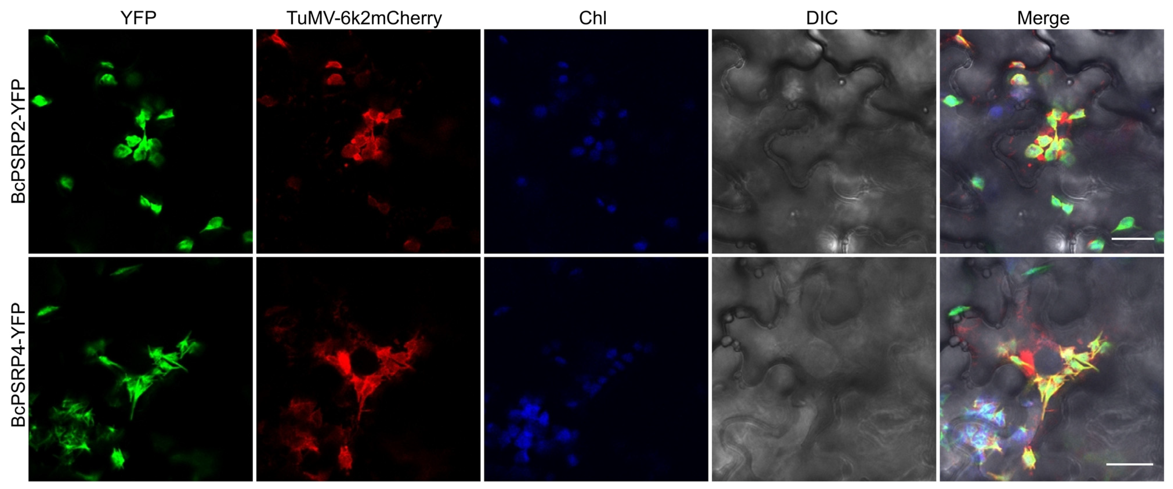 Plants 14 03211 g004