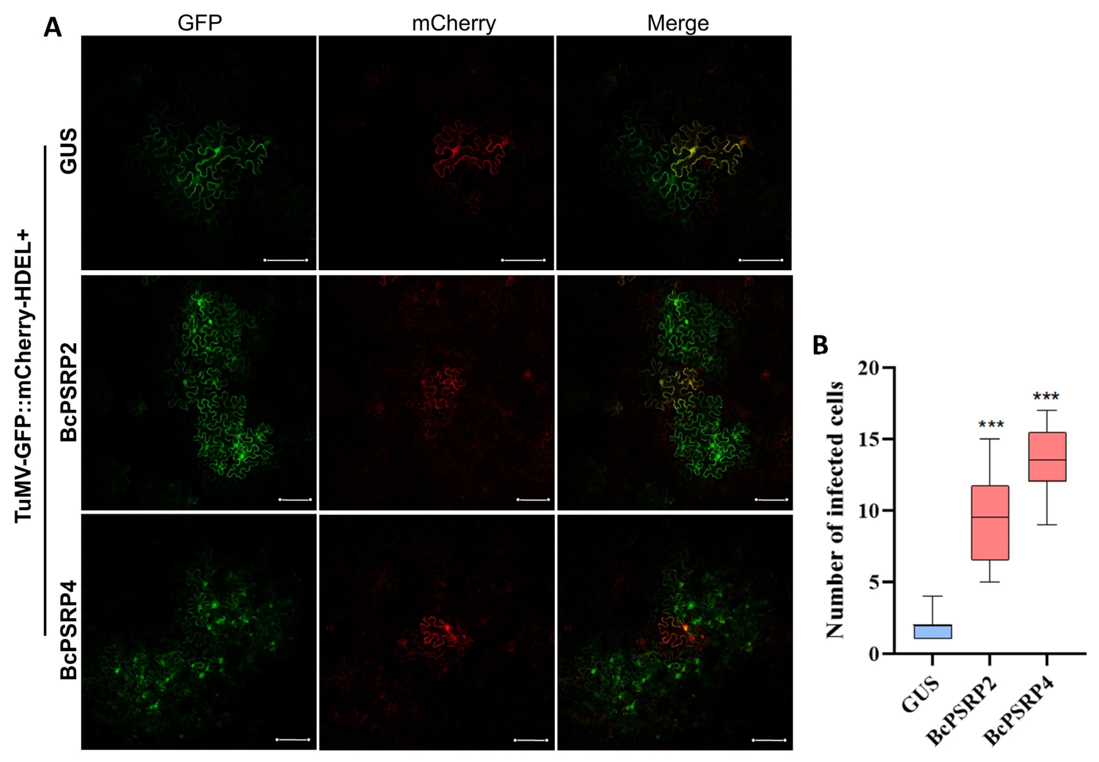 Plants 14 03211 g005