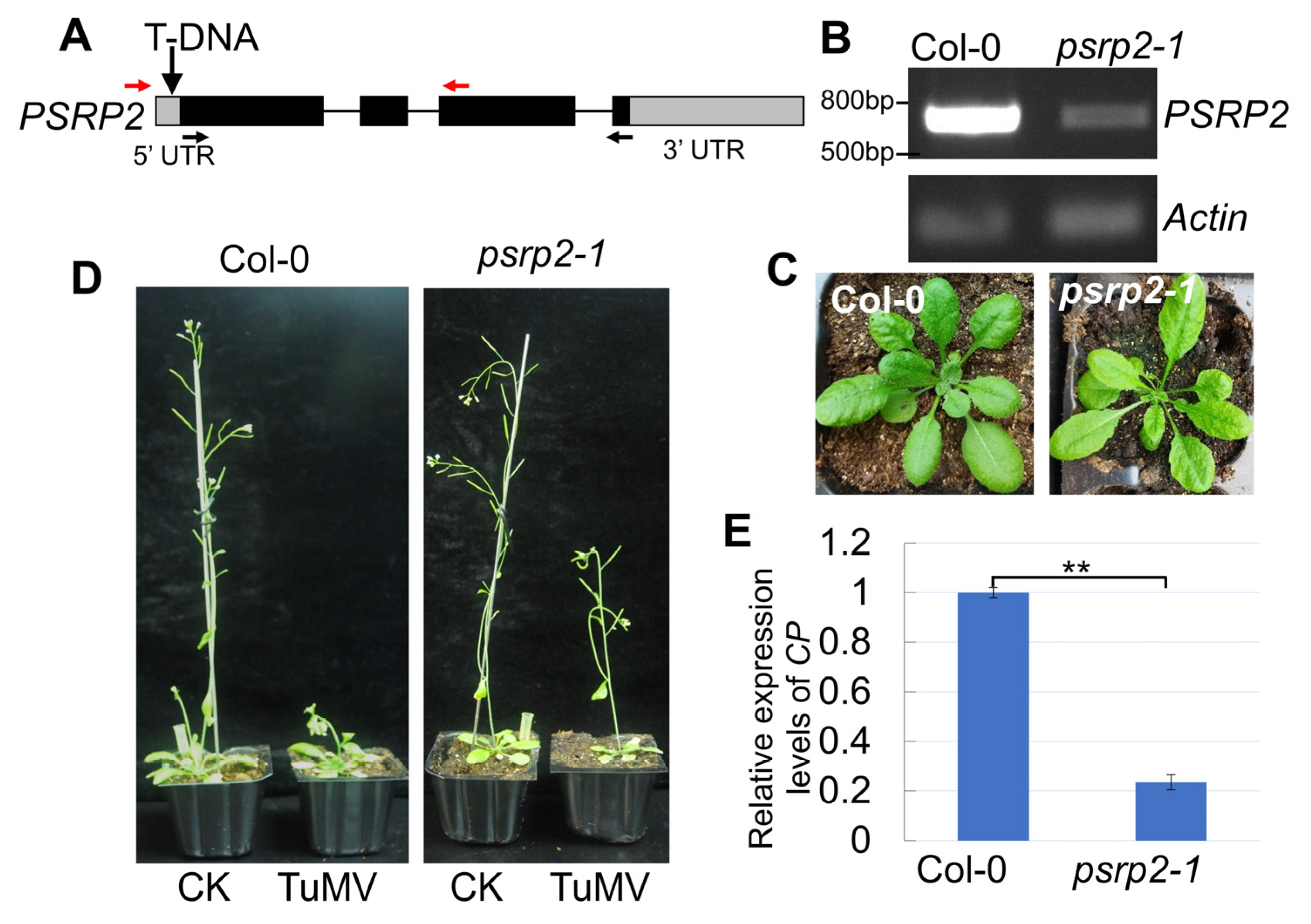 Plants 14 03211 g006