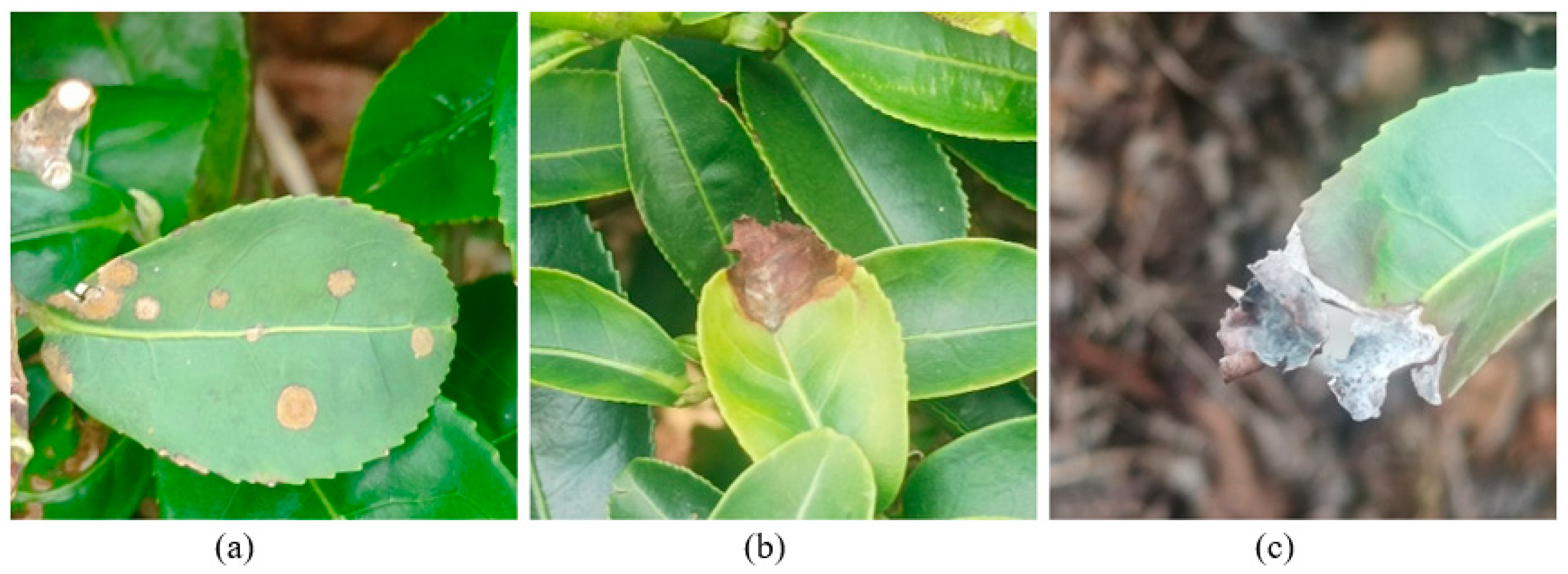 Plants 14 03219 g001 Plants 14 03219 g001