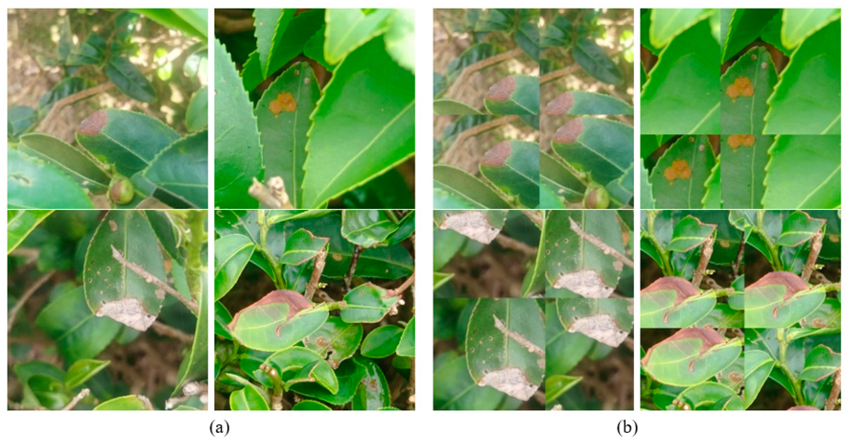 Plants 14 03219 g002 Plants 14 03219 g002