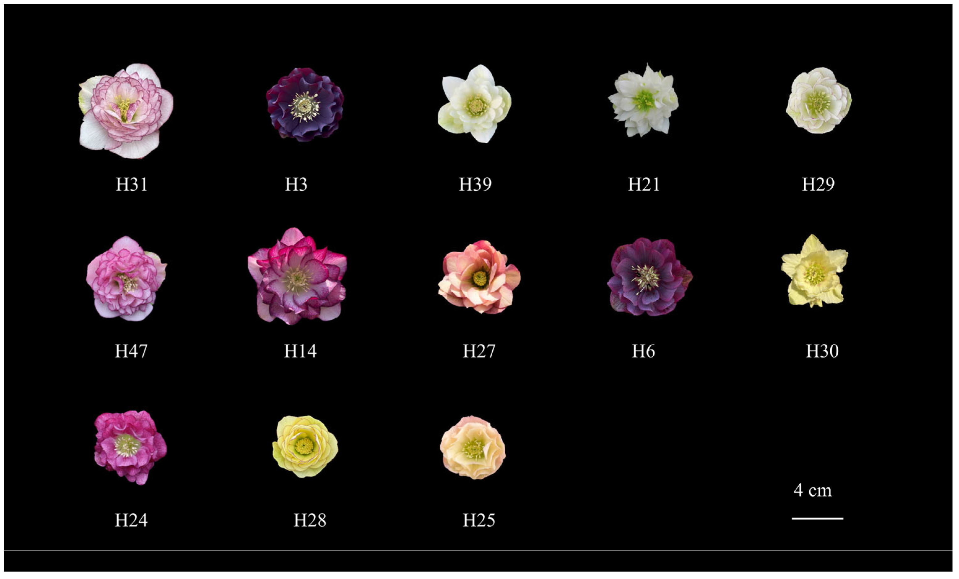 Plants 14 03226 g007