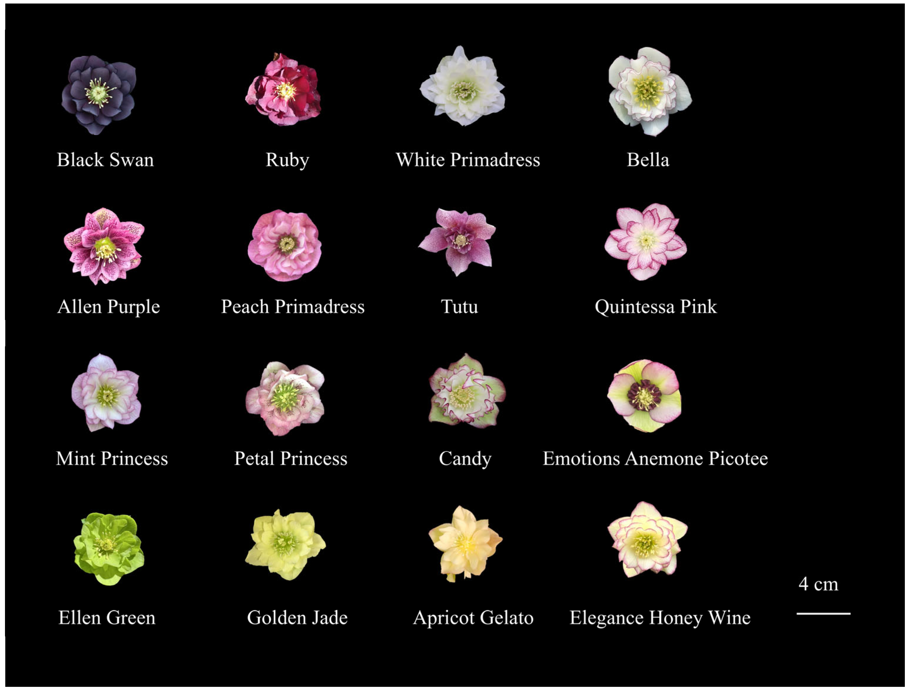 Plants 14 03226 g009