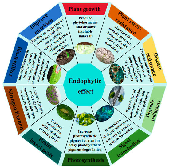 A Review of the Regulatory Role of Plant GrowthPromoting Rhizobacteria in  Alfalfa Under Stress Conditions