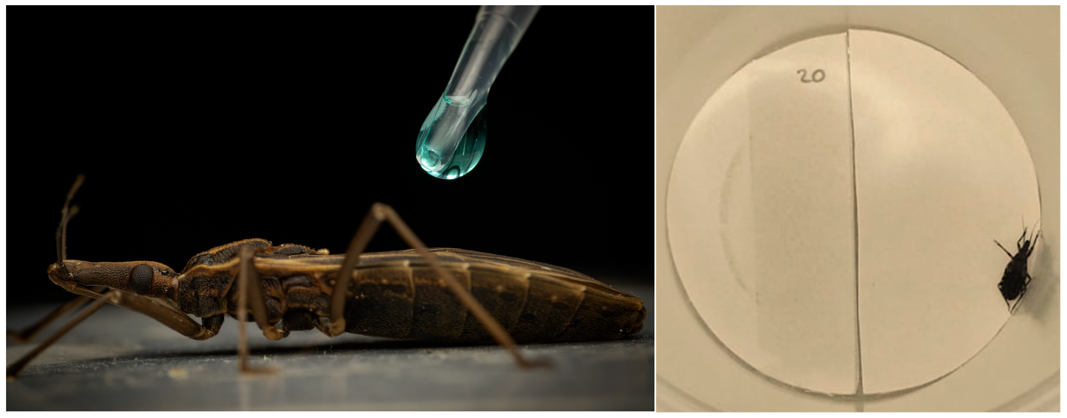 Plants 14 03258 g001 Plants 14 03258 g001