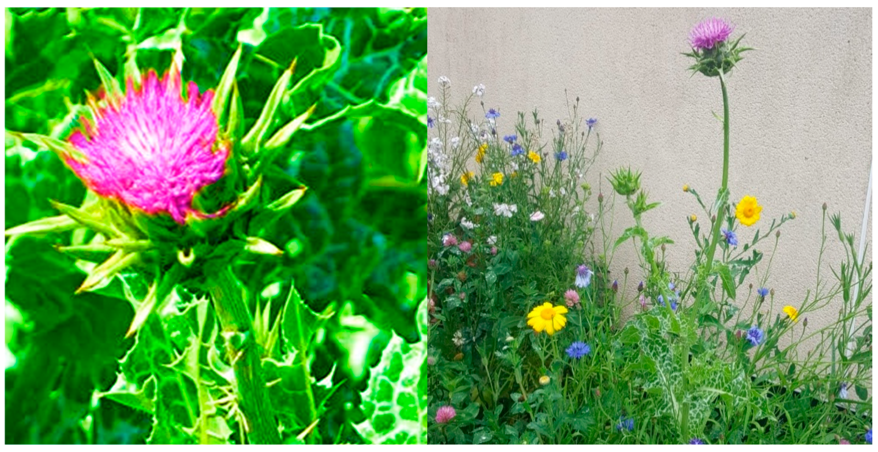 Plants 14 03267 g001 Plants 14 03267 g001