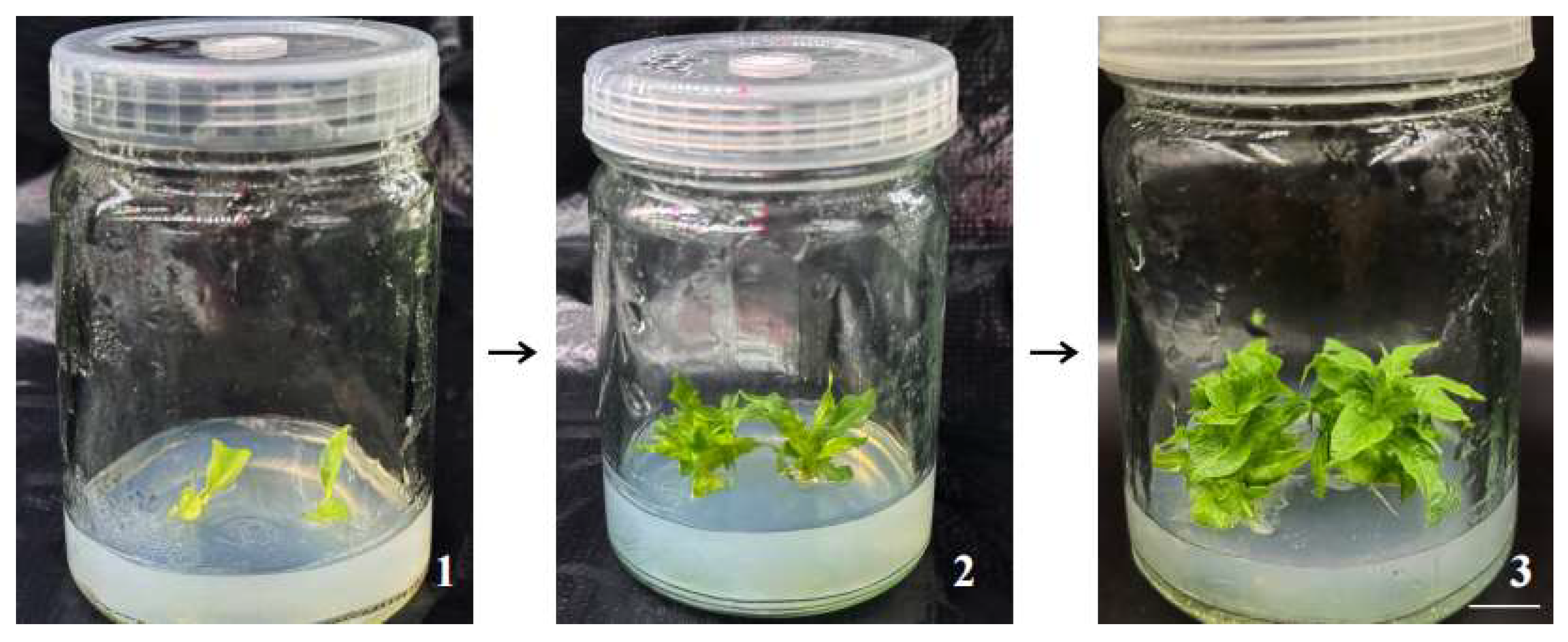 Plants 14 03268 g001 Plants 14 03268 g001