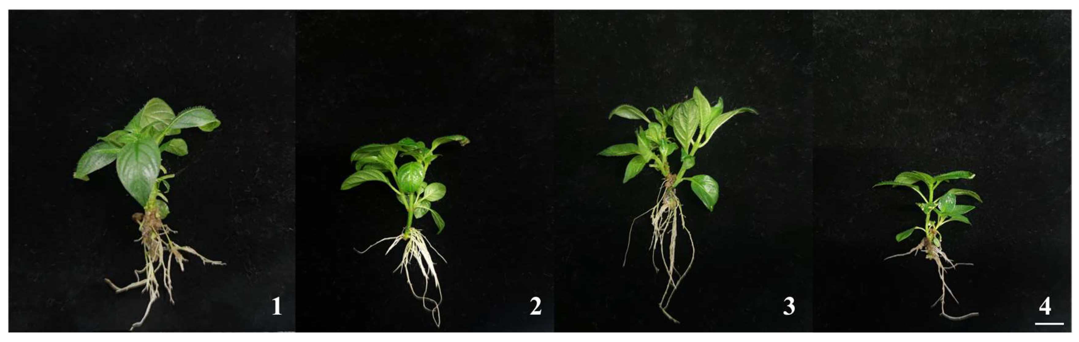 Plants 14 03268 g003 Plants 14 03268 g003