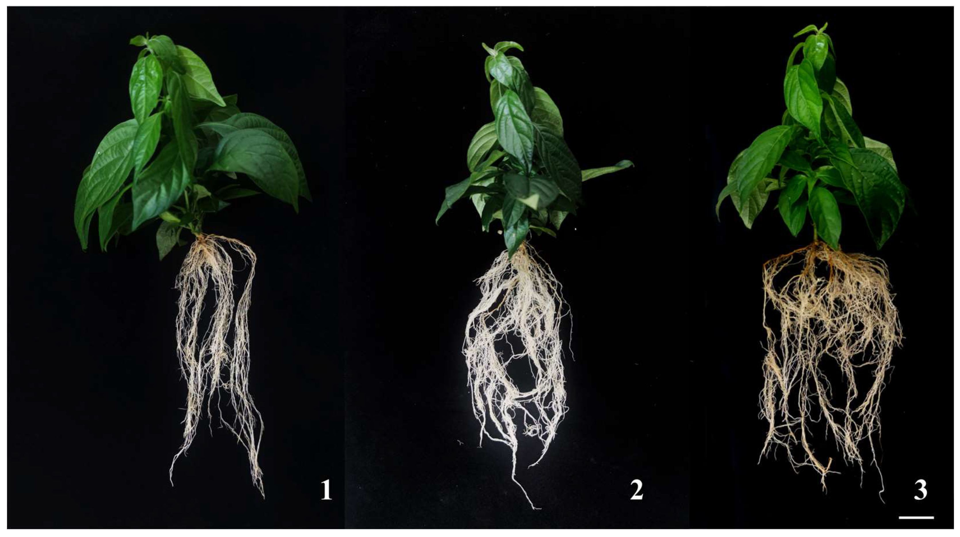 Plants 14 03268 g004 Plants 14 03268 g004