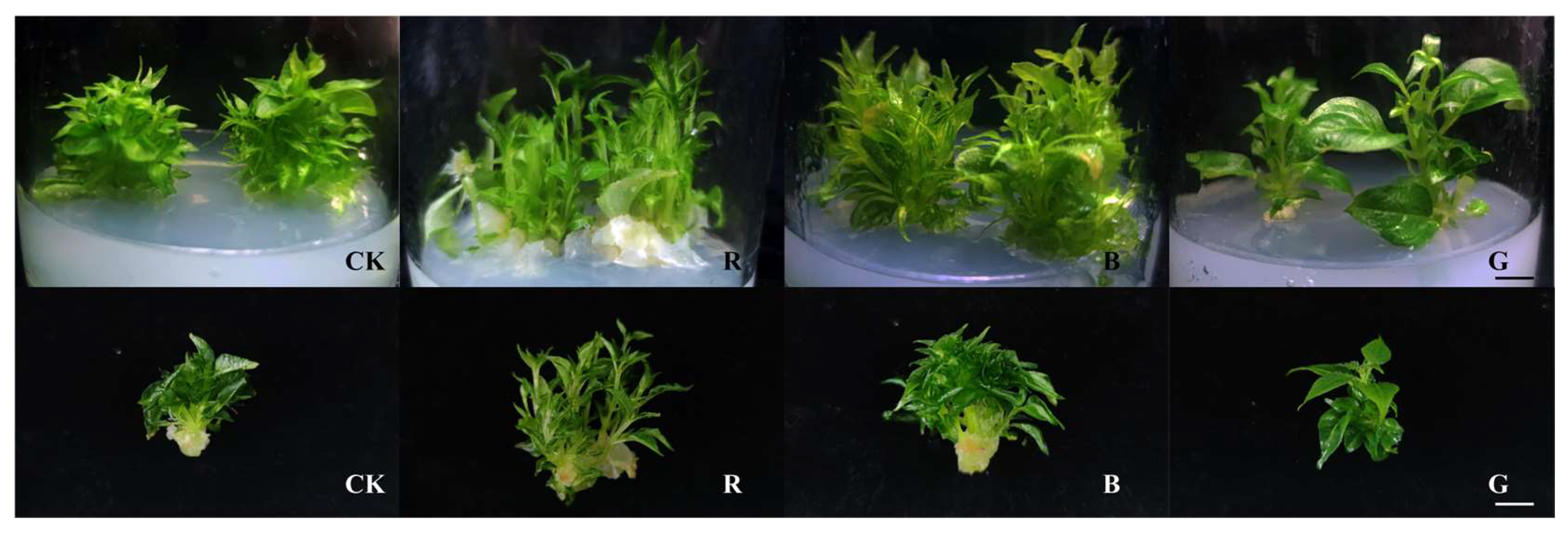 Plants 14 03268 g005 Plants 14 03268 g005