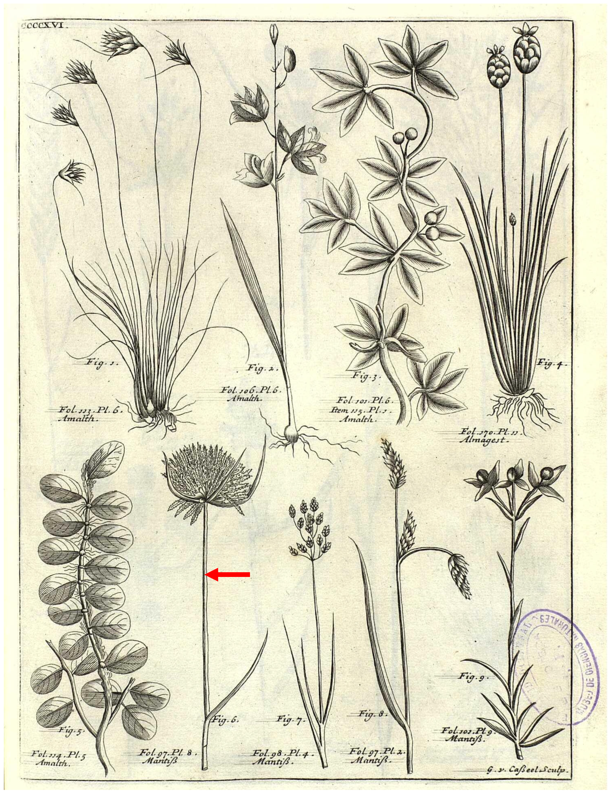 Plants 14 03270 g001 Plants 14 03270 g001