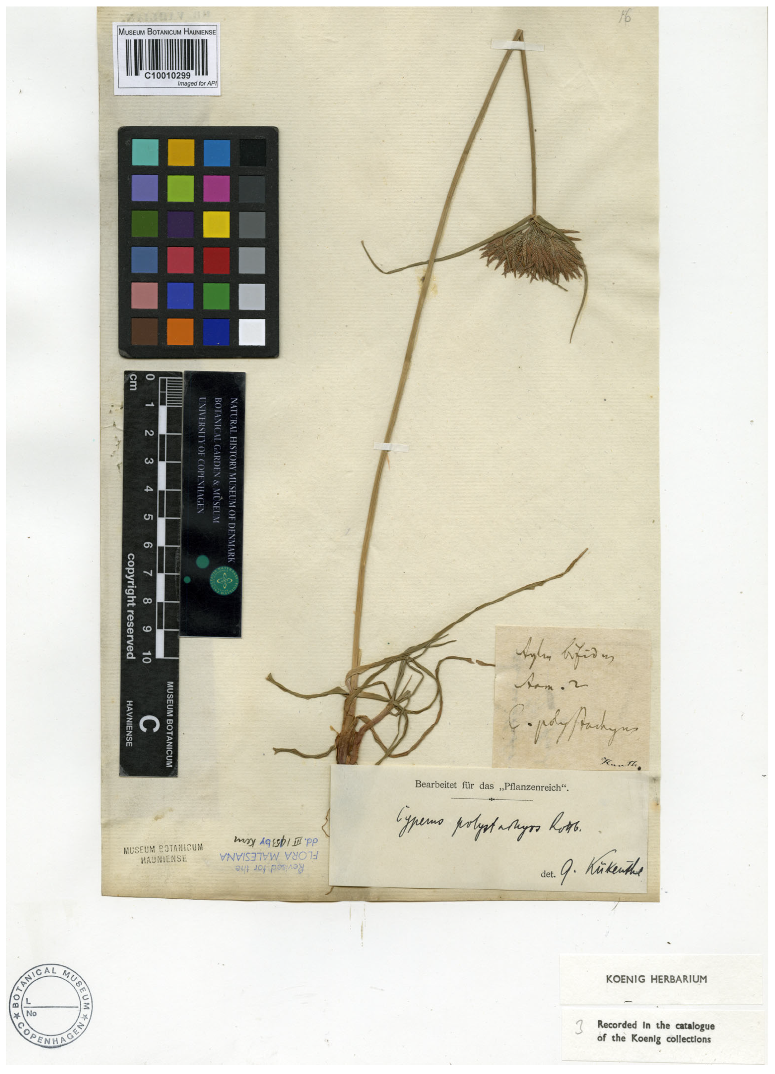 Plants 14 03270 g002 Plants 14 03270 g002