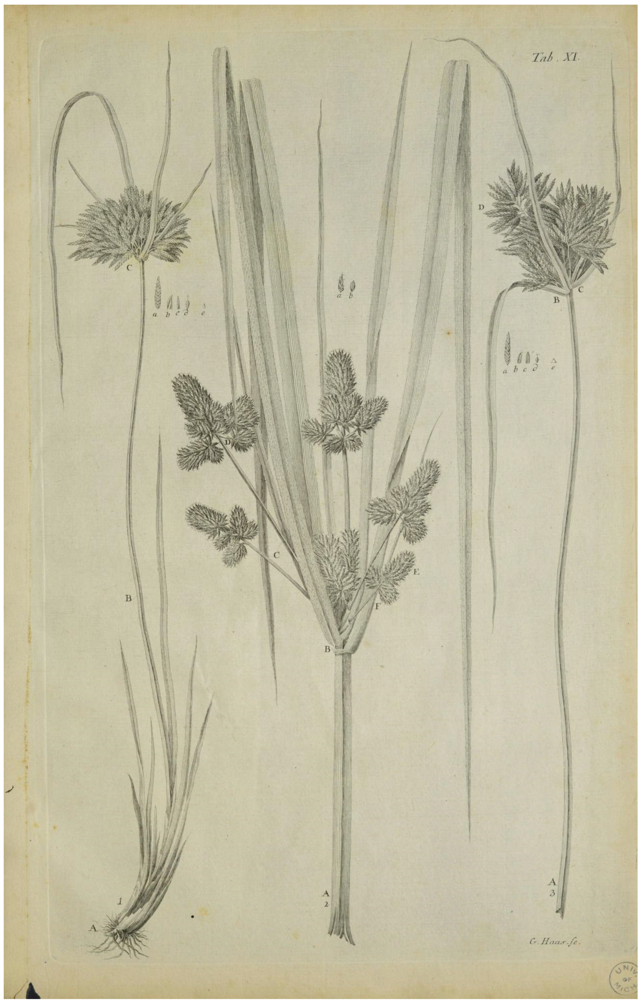 Plants 14 03270 g003 Plants 14 03270 g003