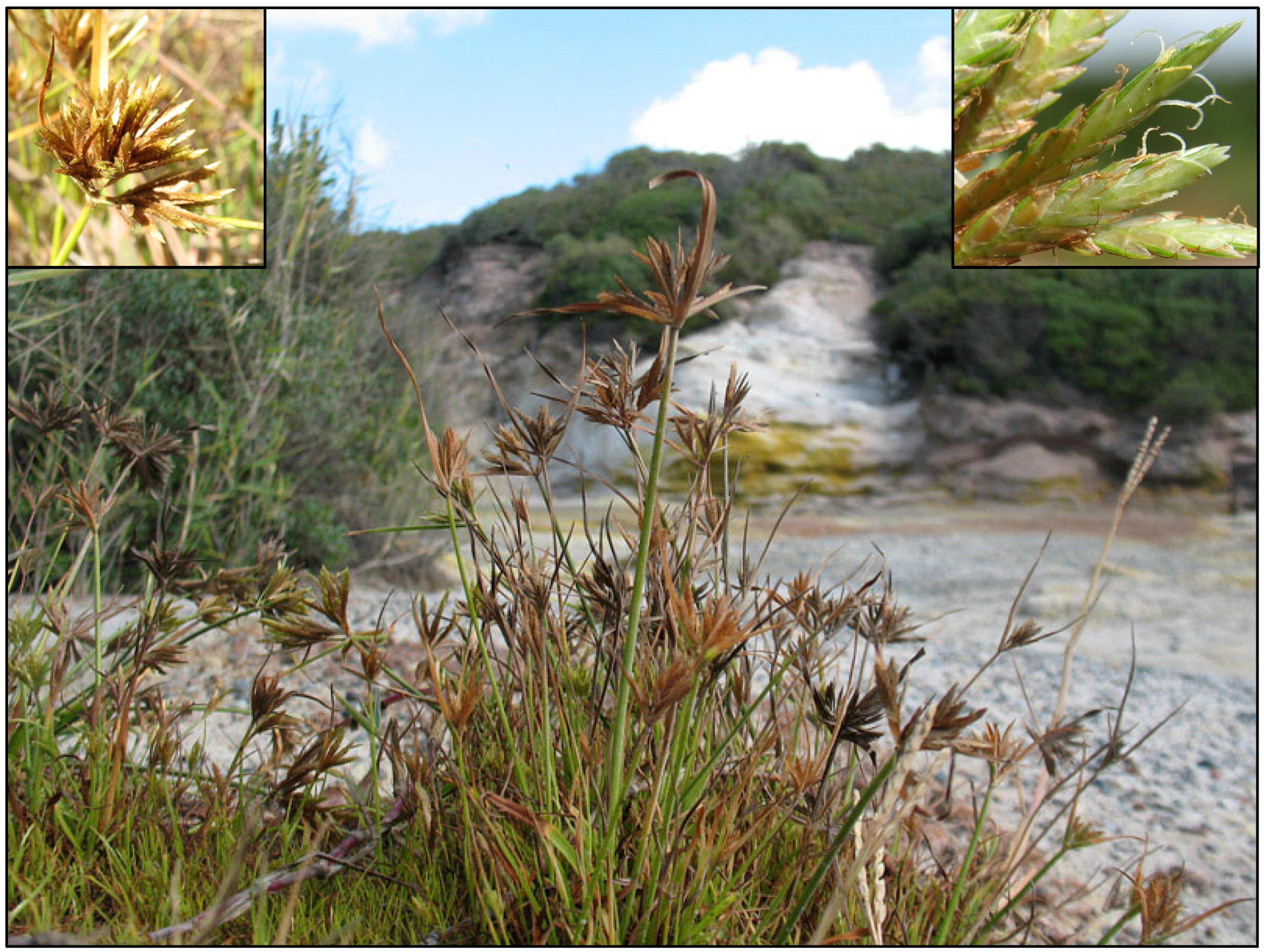 Plants 14 03270 g004 Plants 14 03270 g004